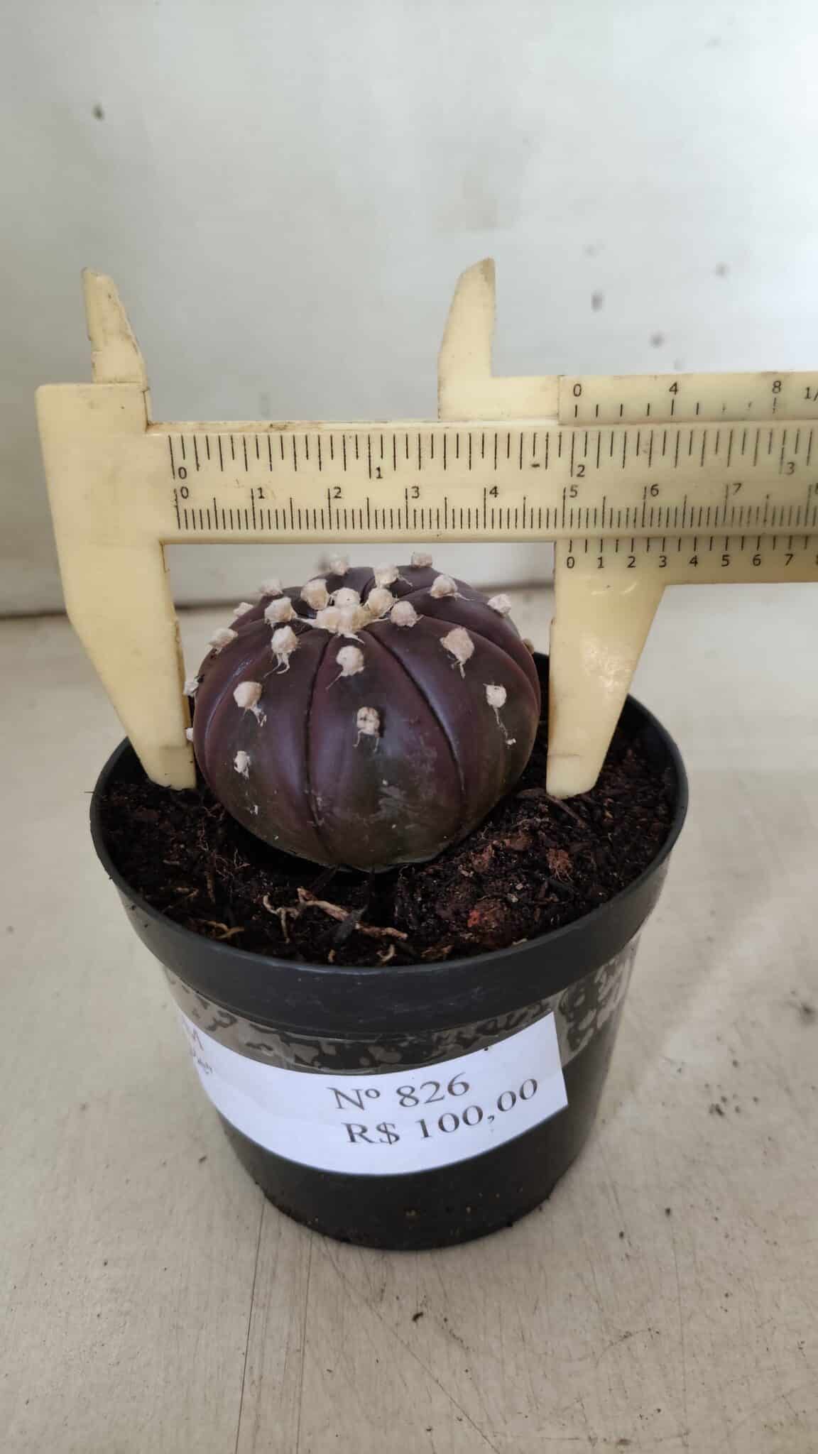 ASTROPHYTUM ASTERIAS “Purple”  Nº 826 – vaso 09