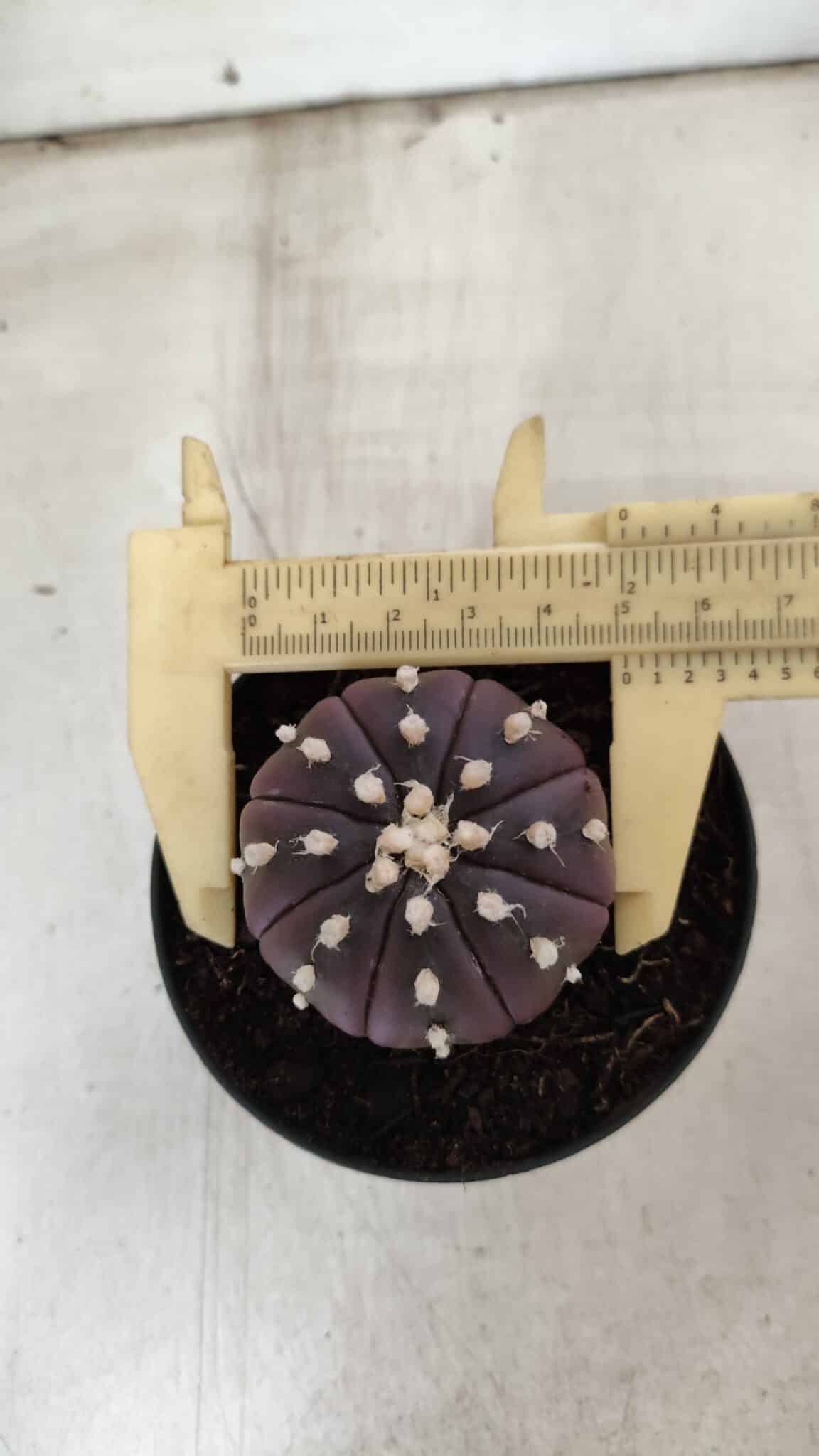 ASTROPHYTUM ASTERIAS “Purple”  Nº 826 – vaso 09