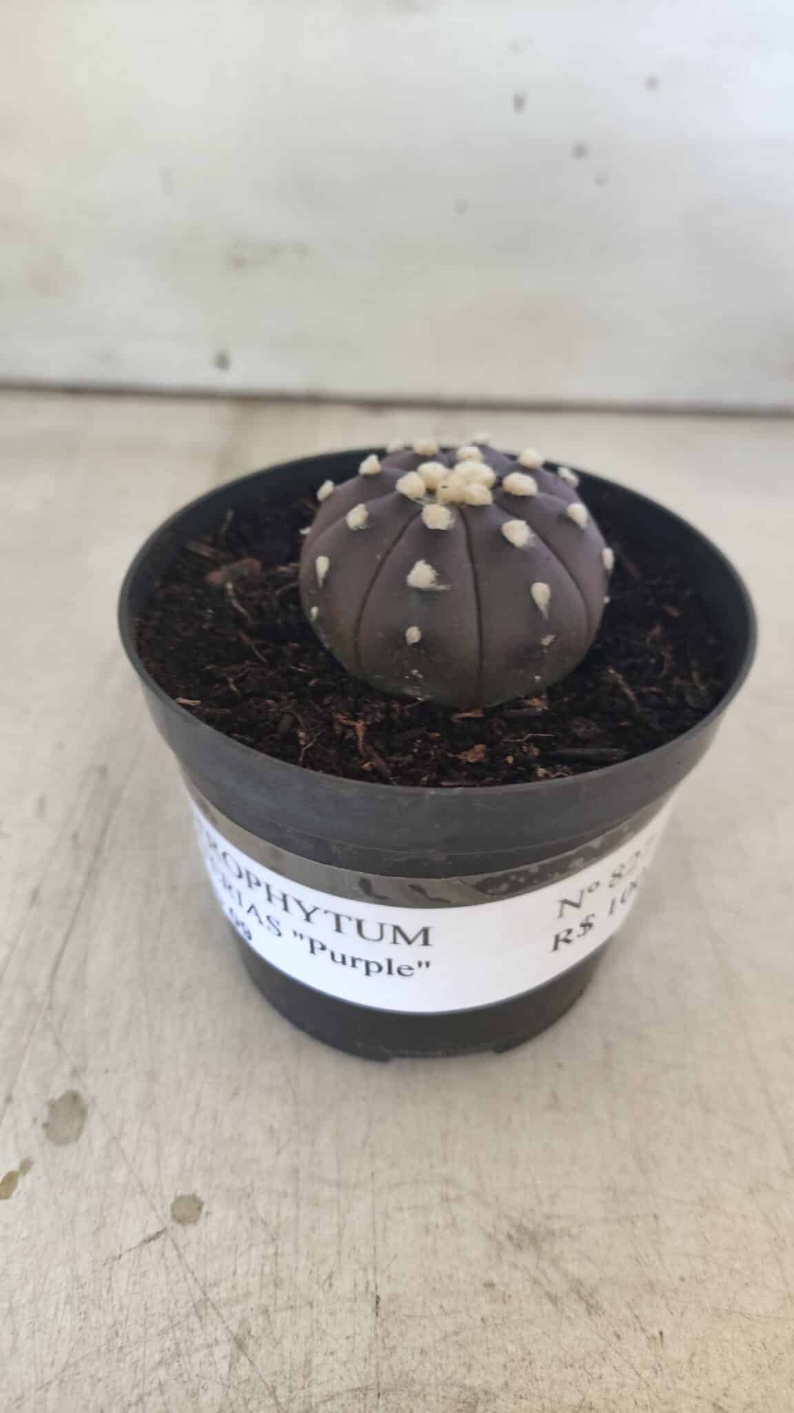ASTROPHYTUM ASTERIAS “Purple”  Nº 827 – vaso 09