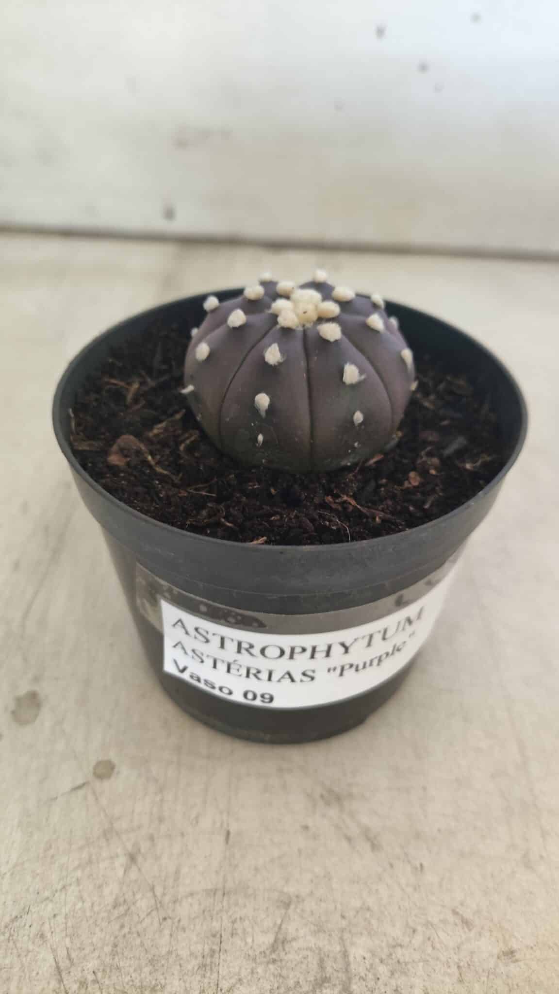 ASTROPHYTUM ASTERIAS “Purple”  Nº 827 – vaso 09