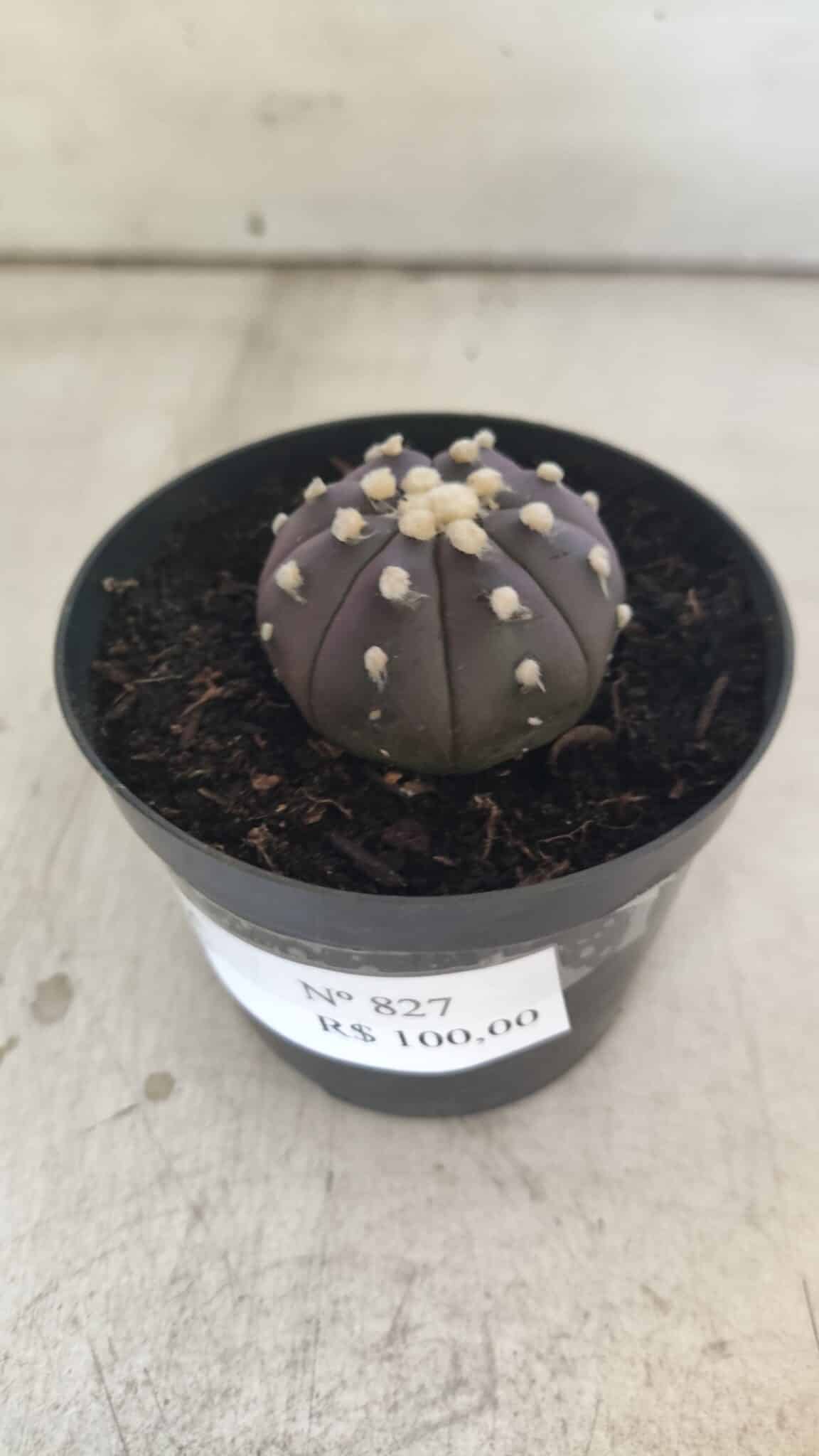 ASTROPHYTUM ASTERIAS “Purple”  Nº 827 – vaso 09