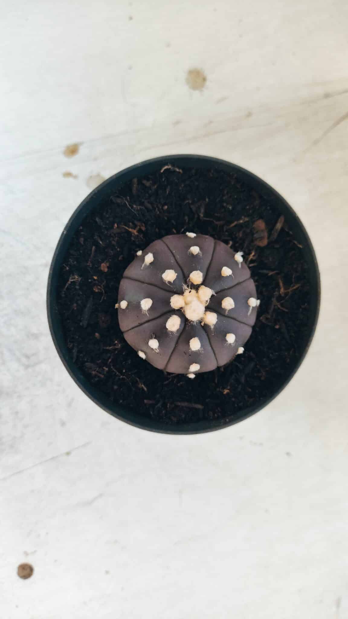 ASTROPHYTUM ASTERIAS “Purple”  Nº 827 – vaso 09