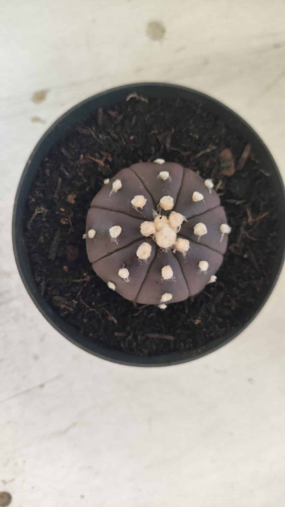 ASTROPHYTUM ASTERIAS “Purple”  Nº 827 – vaso 09