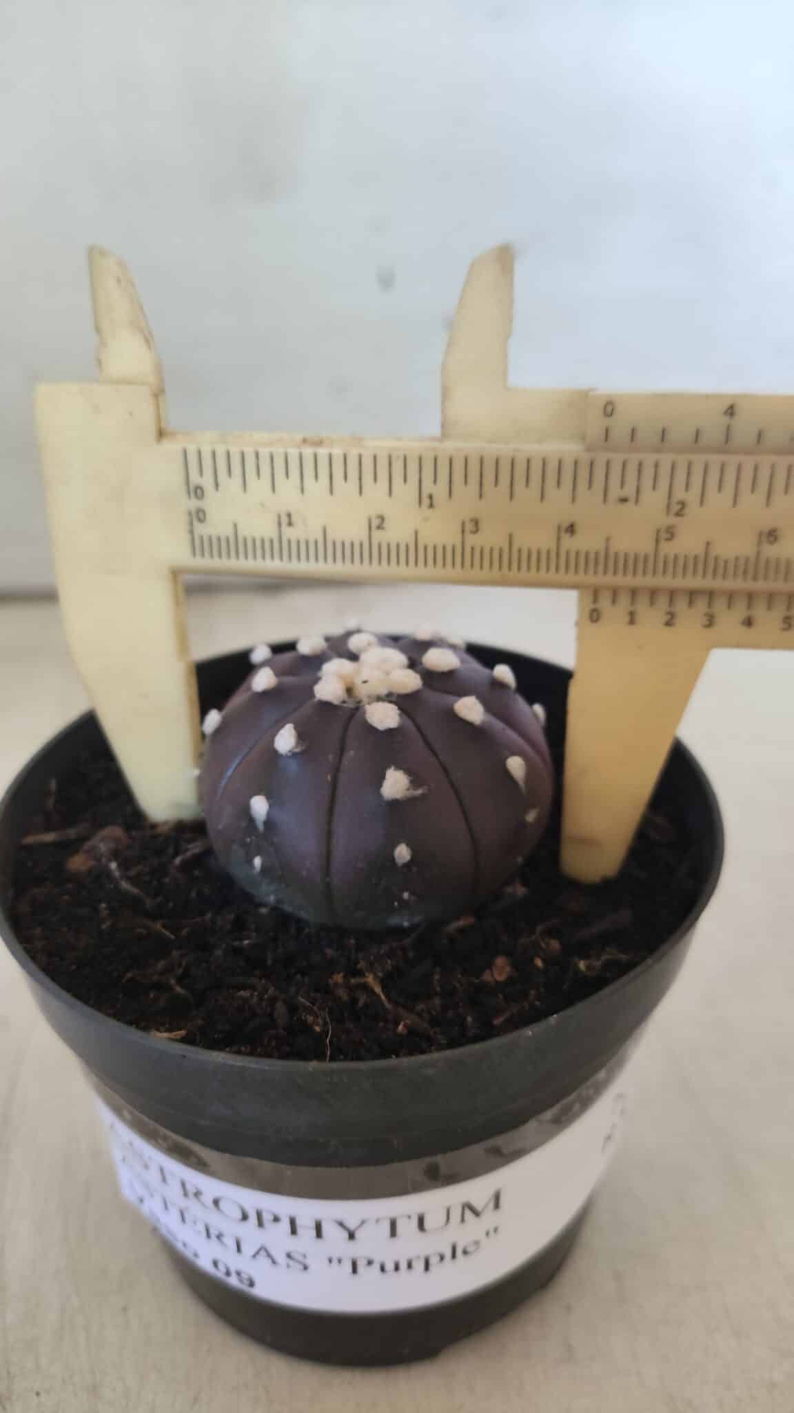 ASTROPHYTUM ASTERIAS “Purple”  Nº 827 – vaso 09