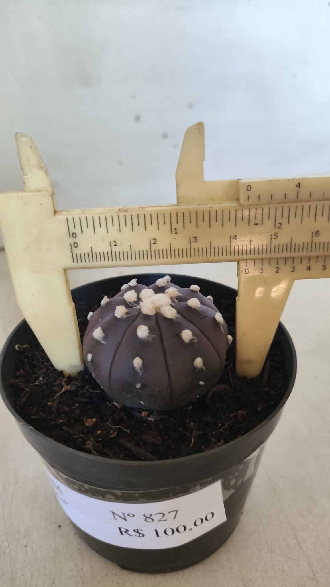 ASTROPHYTUM ASTERIAS “Purple”  Nº 827 – vaso 09