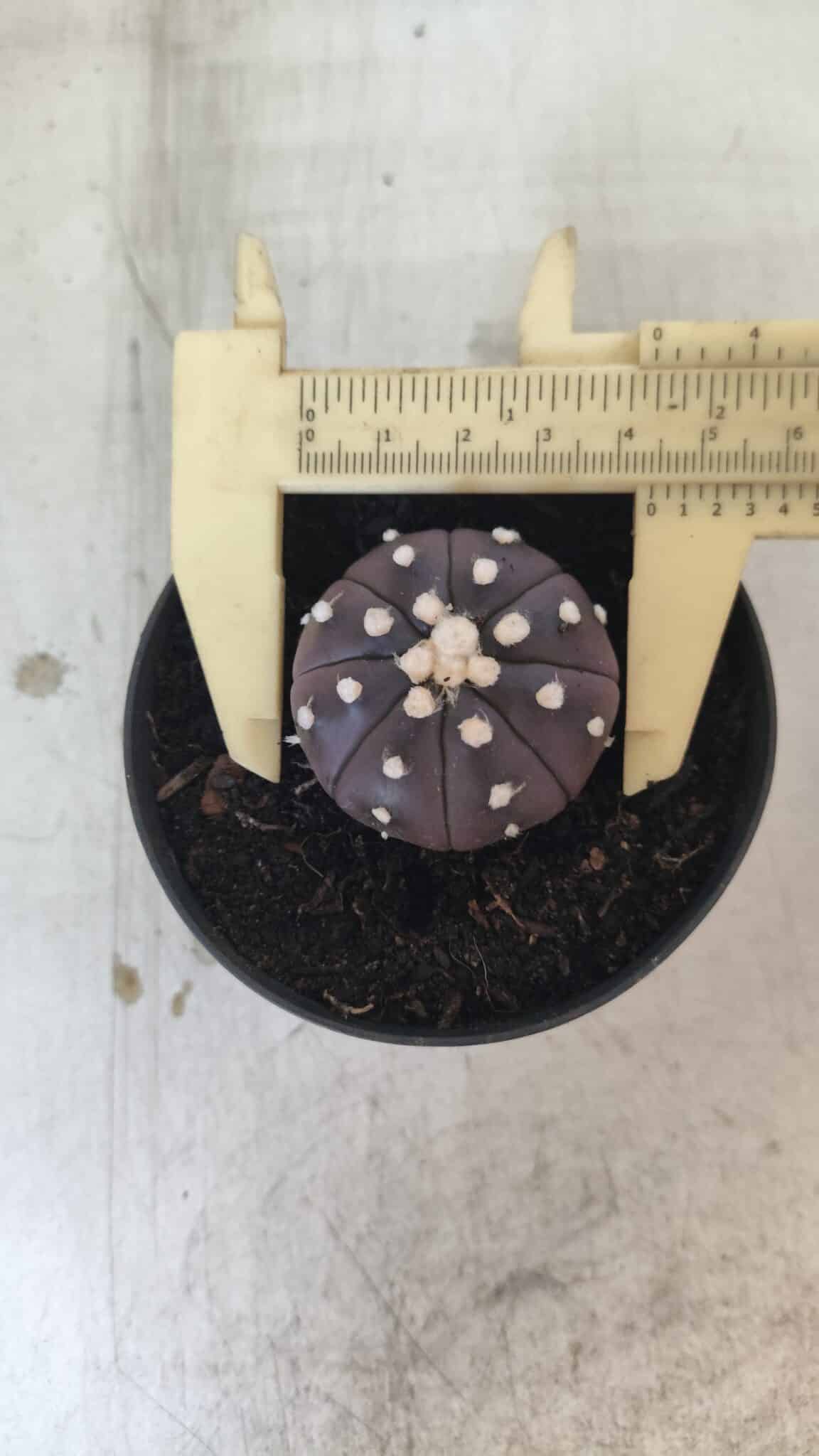 ASTROPHYTUM ASTERIAS “Purple”  Nº 827 – vaso 09