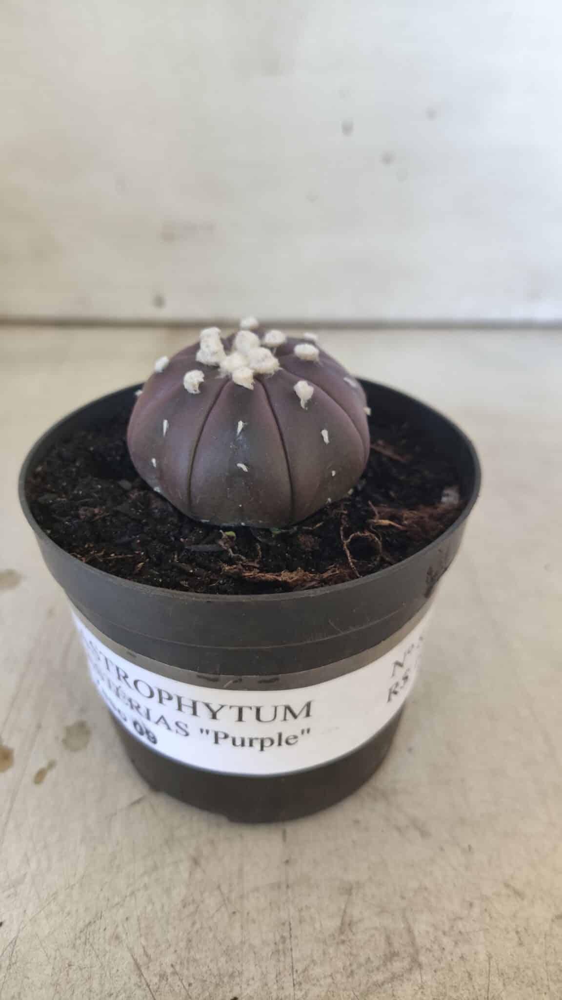 ASTROPHYTUM ASTERIAS “Purple”  Nº 828 – vaso 09