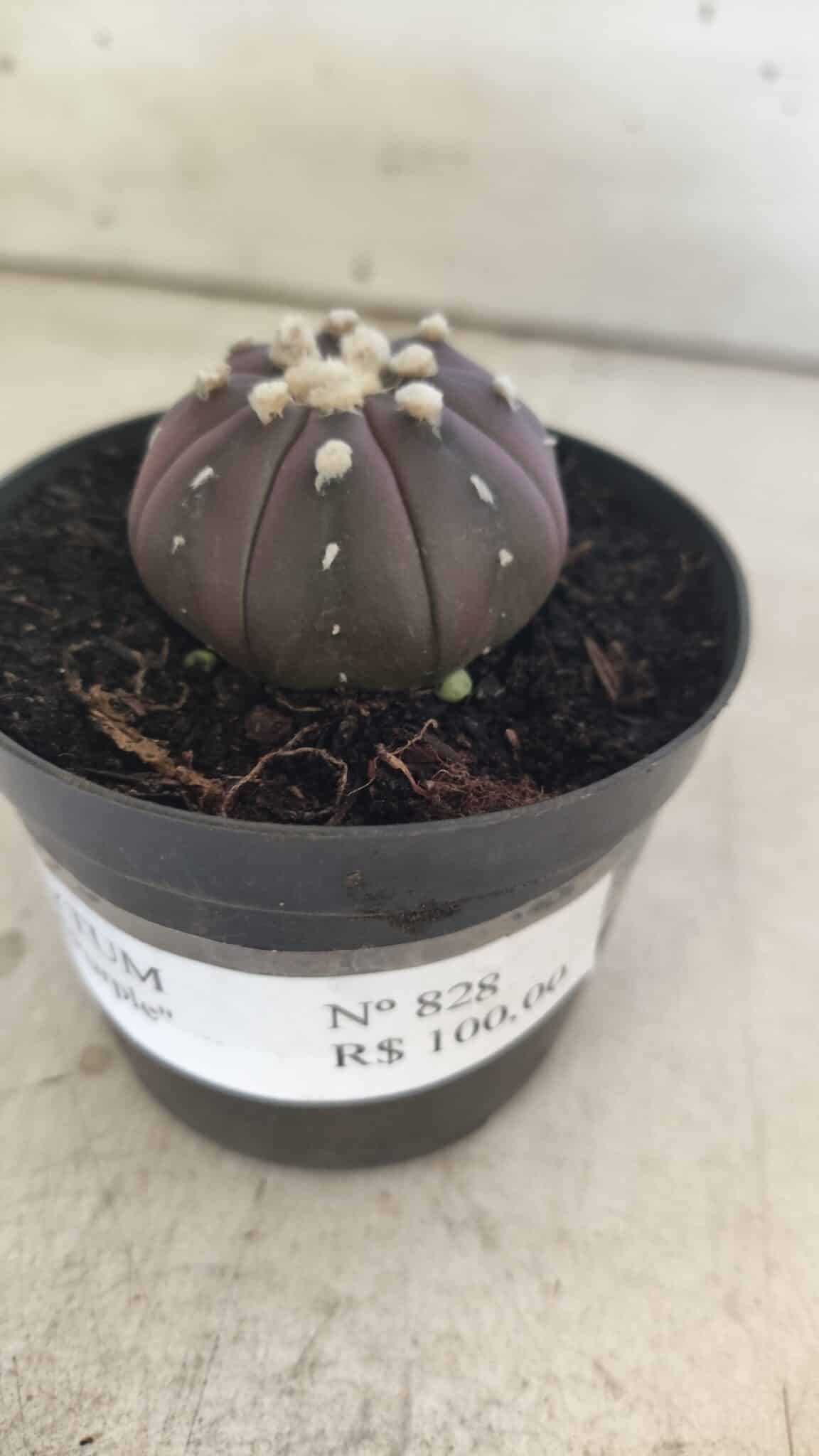ASTROPHYTUM ASTERIAS “Purple”  Nº 828 – vaso 09