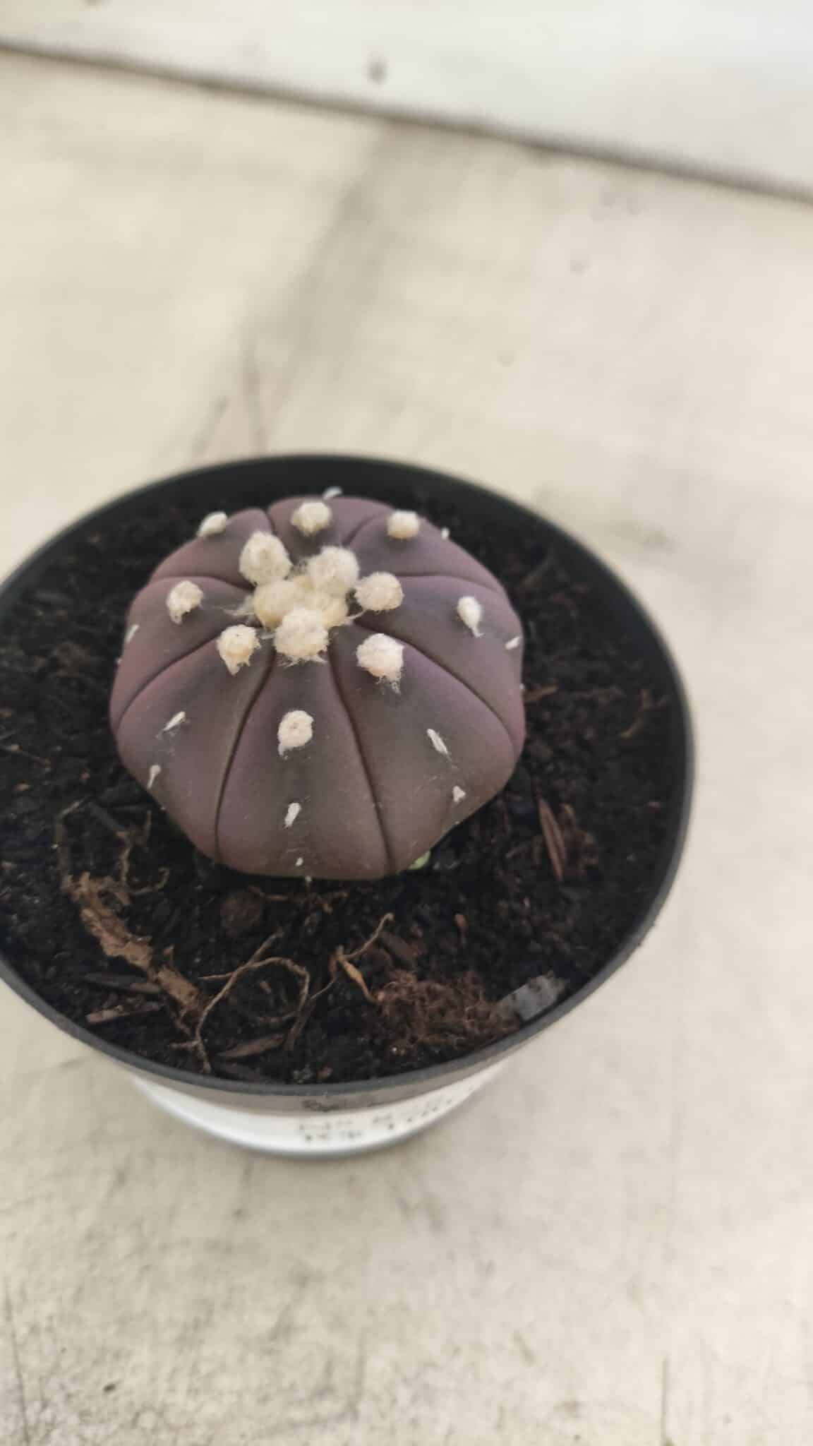 ASTROPHYTUM ASTERIAS “Purple”  Nº 828 – vaso 09