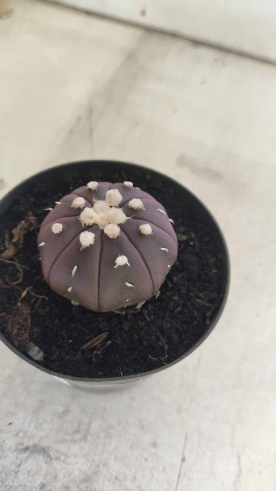 ASTROPHYTUM ASTERIAS “Purple”  Nº 828 – vaso 09