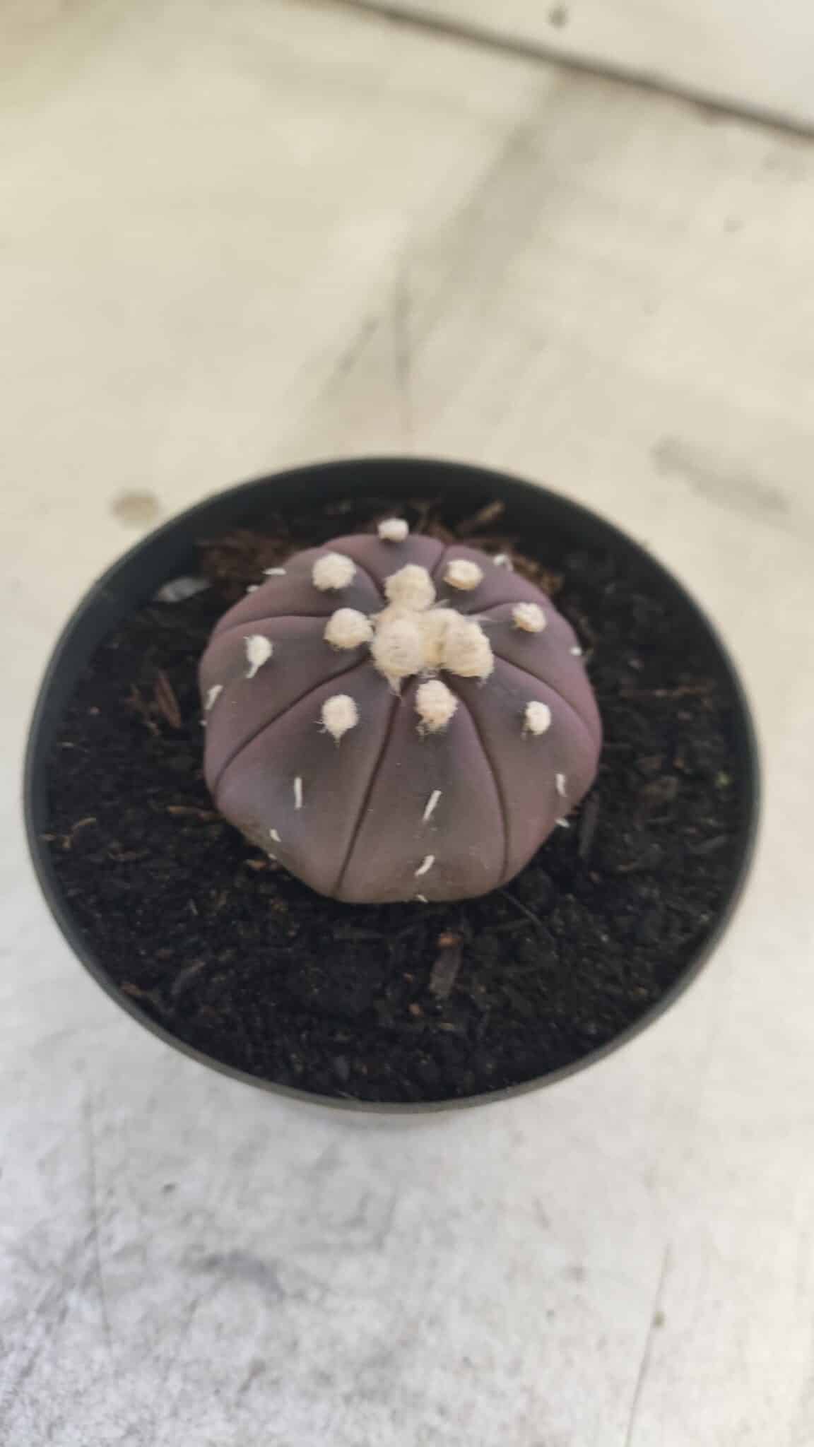ASTROPHYTUM ASTERIAS “Purple”  Nº 828 – vaso 09