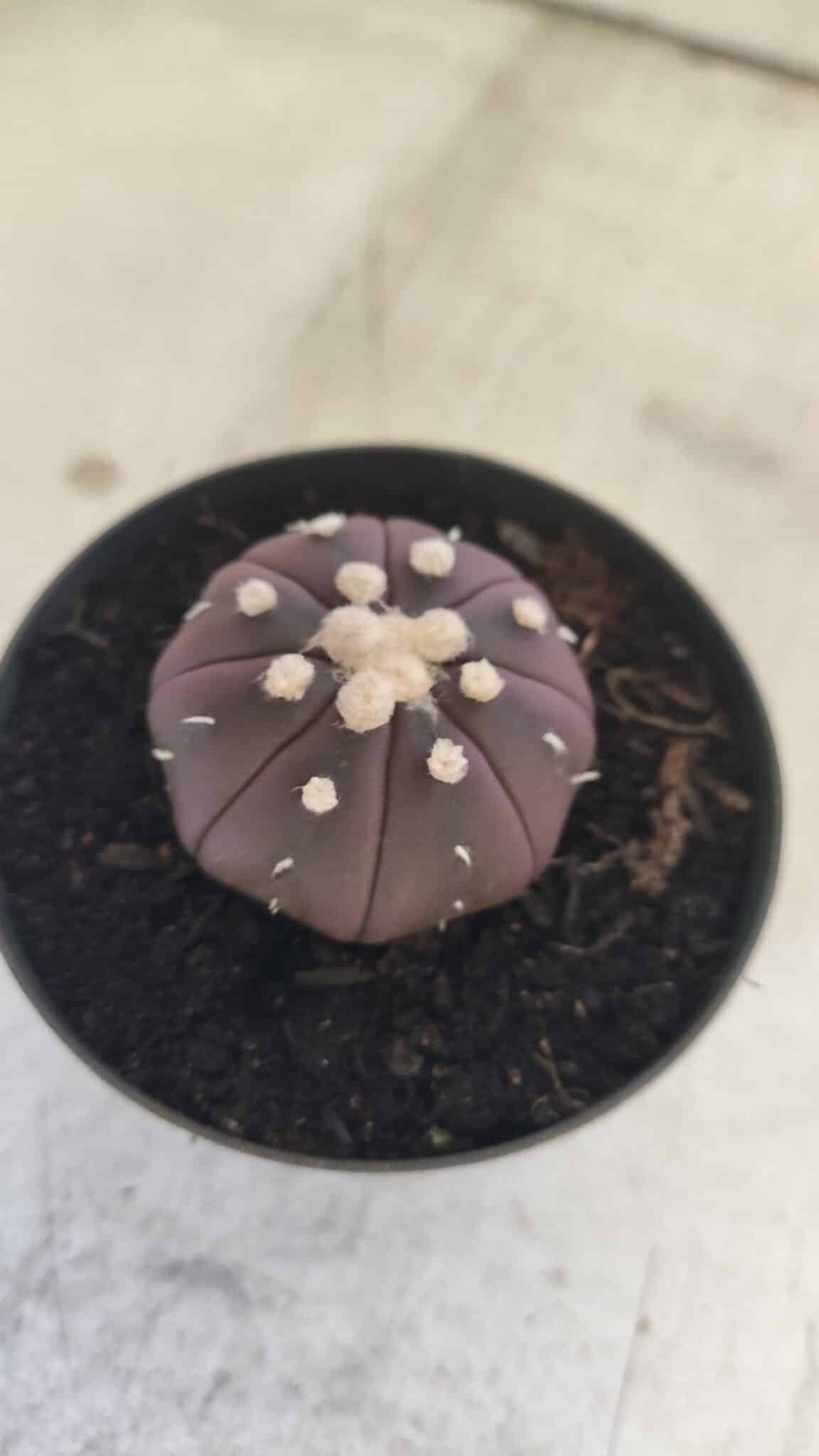 ASTROPHYTUM ASTERIAS “Purple”  Nº 828 – vaso 09