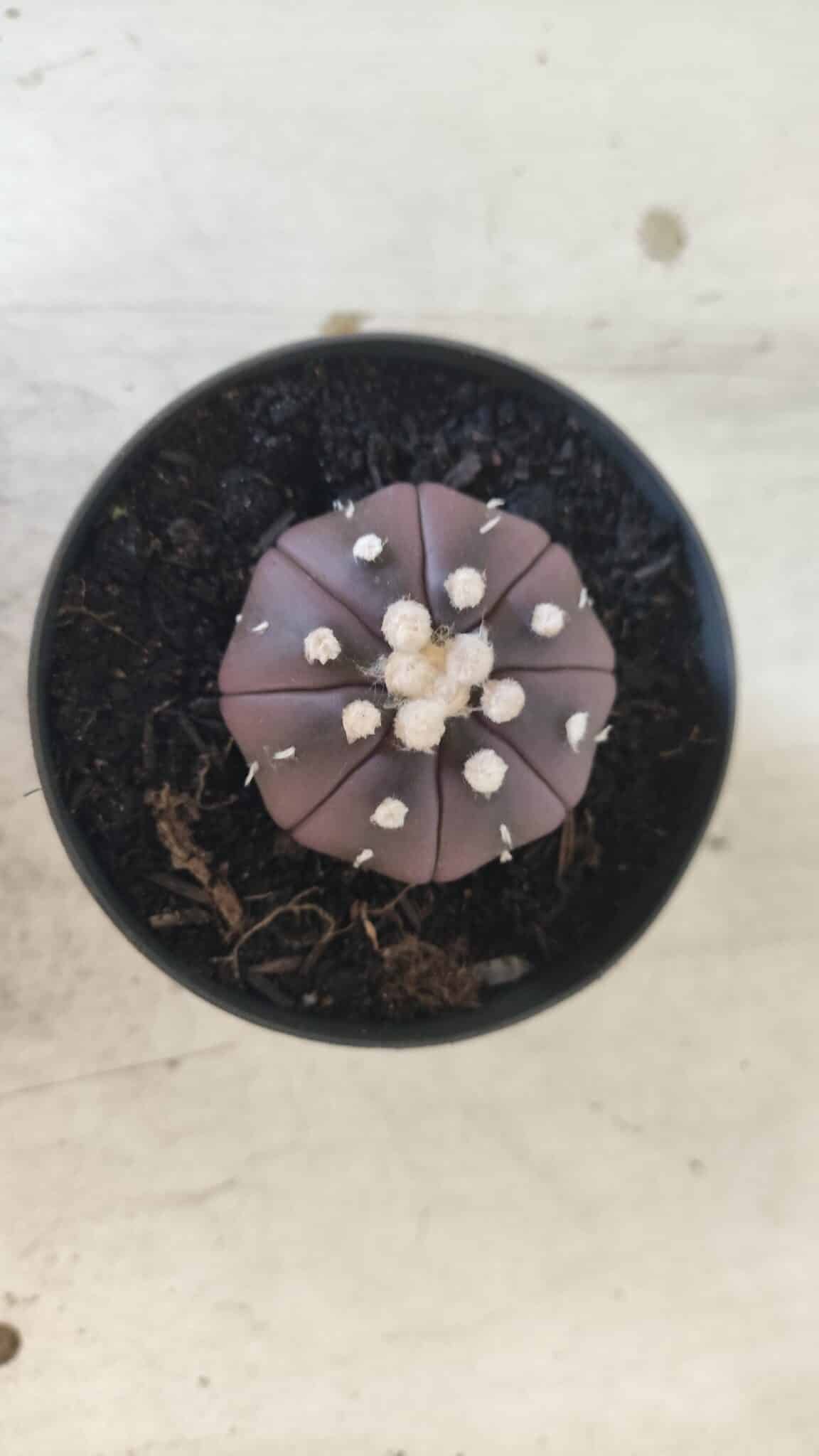 ASTROPHYTUM ASTERIAS “Purple”  Nº 828 – vaso 09