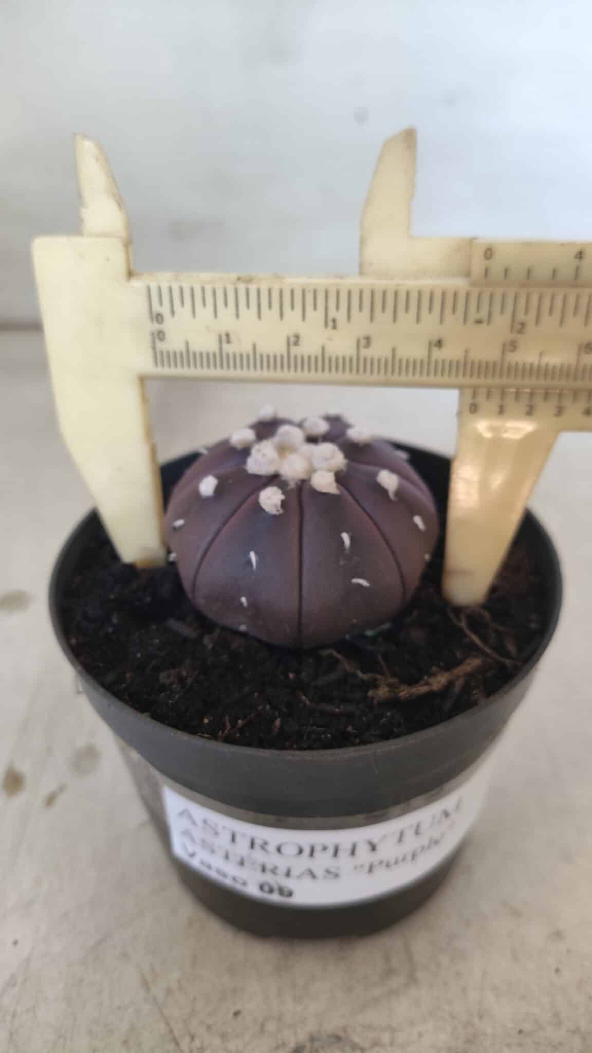 ASTROPHYTUM ASTERIAS “Purple”  Nº 828 – vaso 09