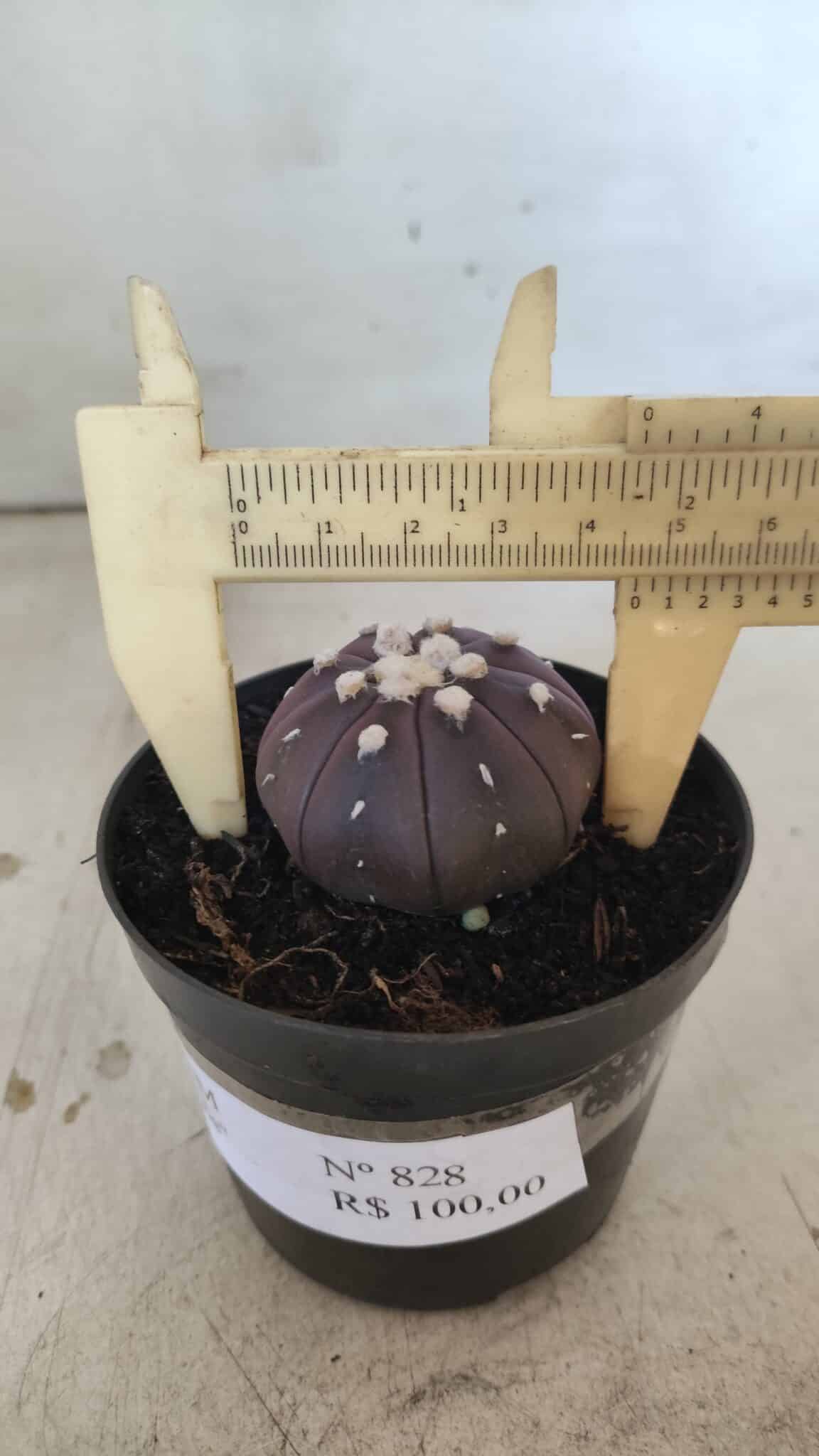 ASTROPHYTUM ASTERIAS “Purple”  Nº 828 – vaso 09