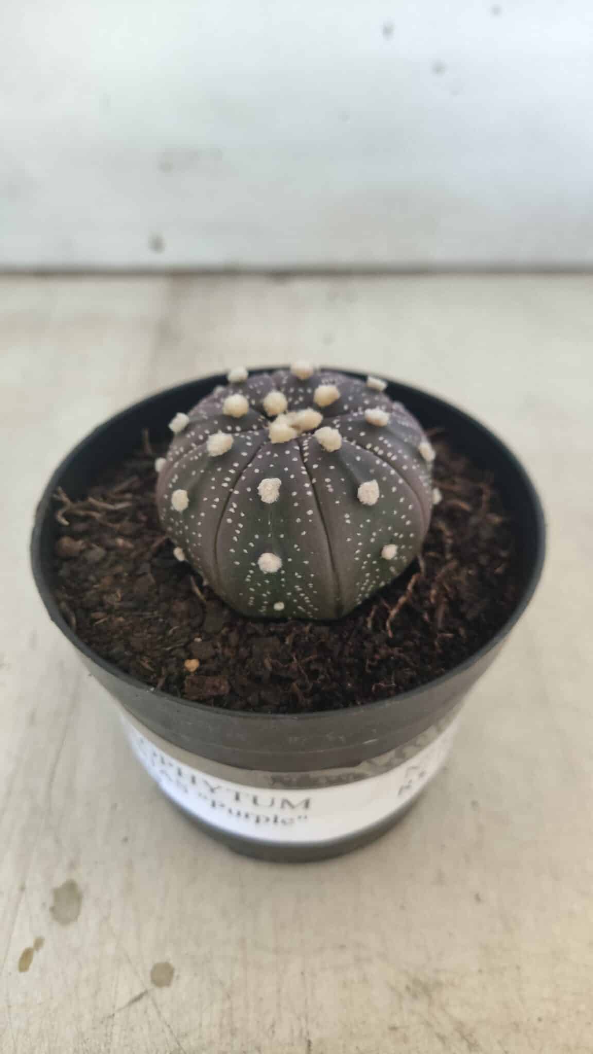 ASTROPHYTUM ASTERIAS “Purple”  Nº 829 – vaso 09