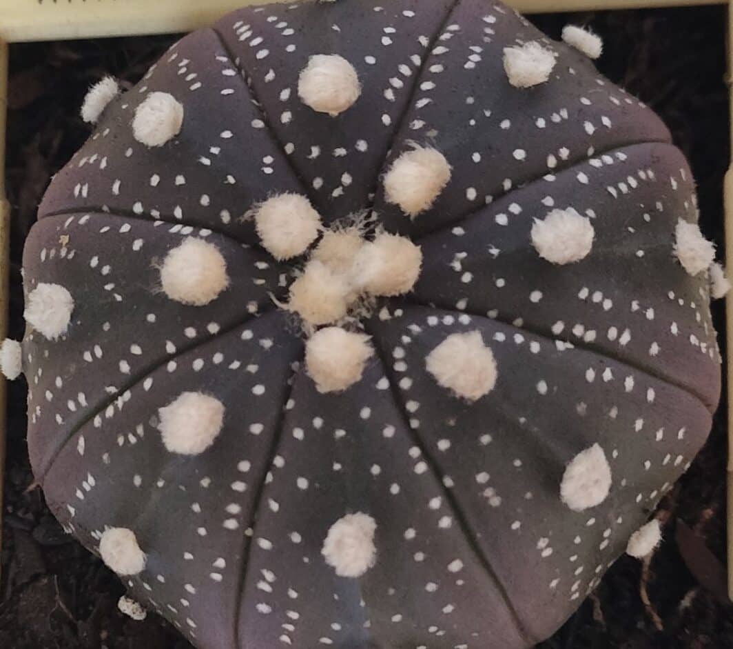 ASTROPHYTUM ASTERIAS “Purple”  Nº 829 – vaso 09