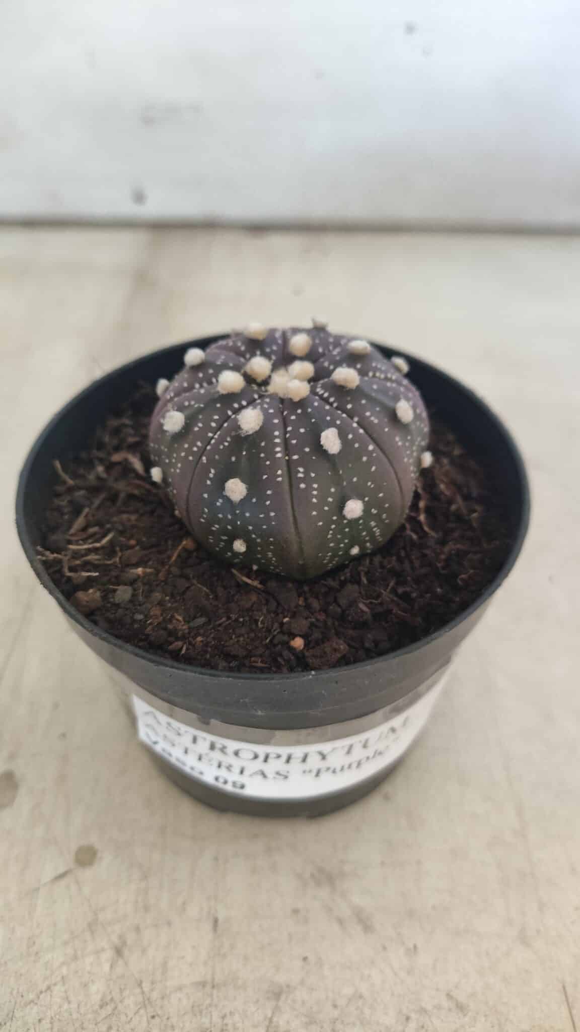 ASTROPHYTUM ASTERIAS “Purple”  Nº 829 – vaso 09