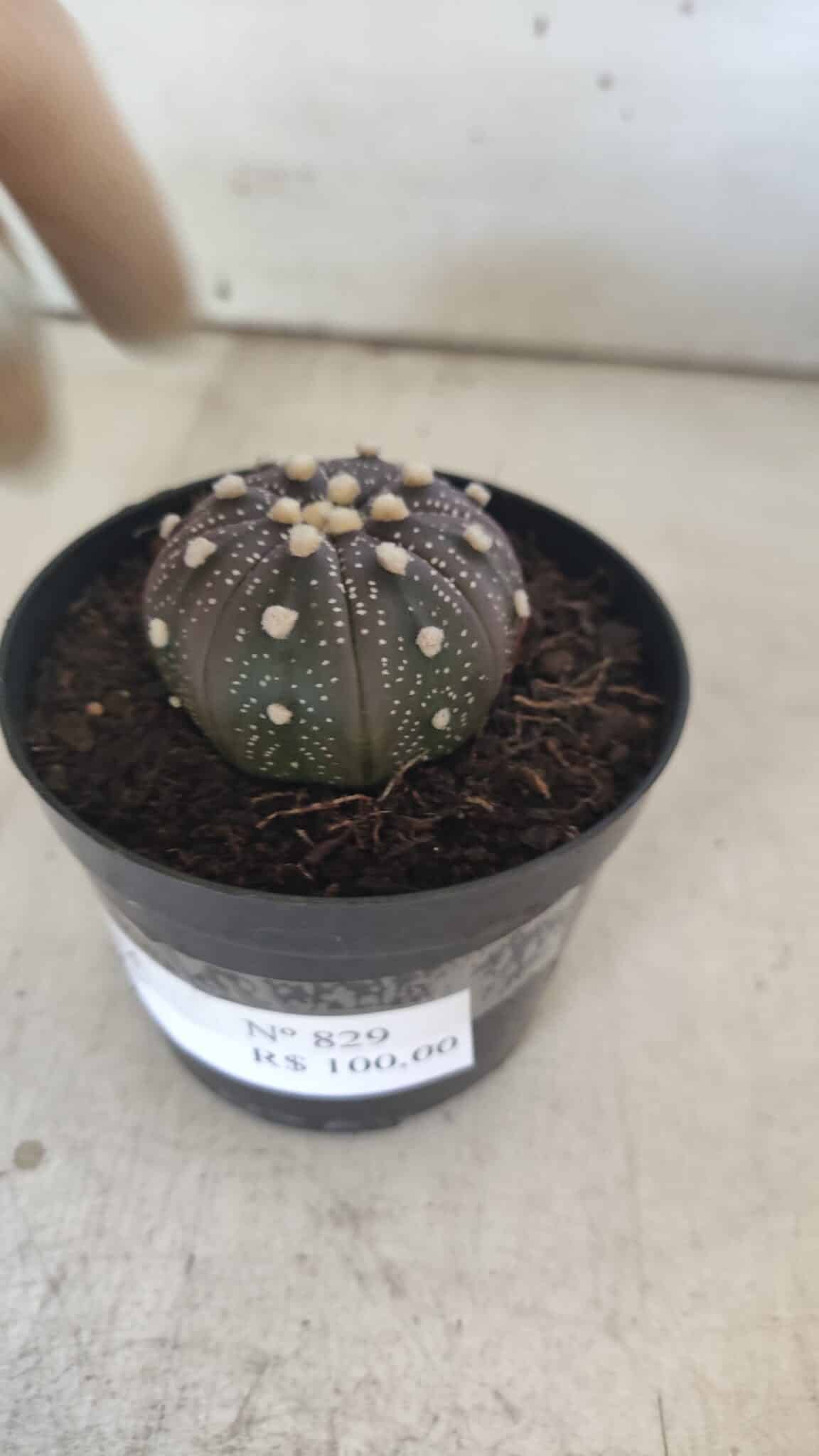 ASTROPHYTUM ASTERIAS “Purple”  Nº 829 – vaso 09
