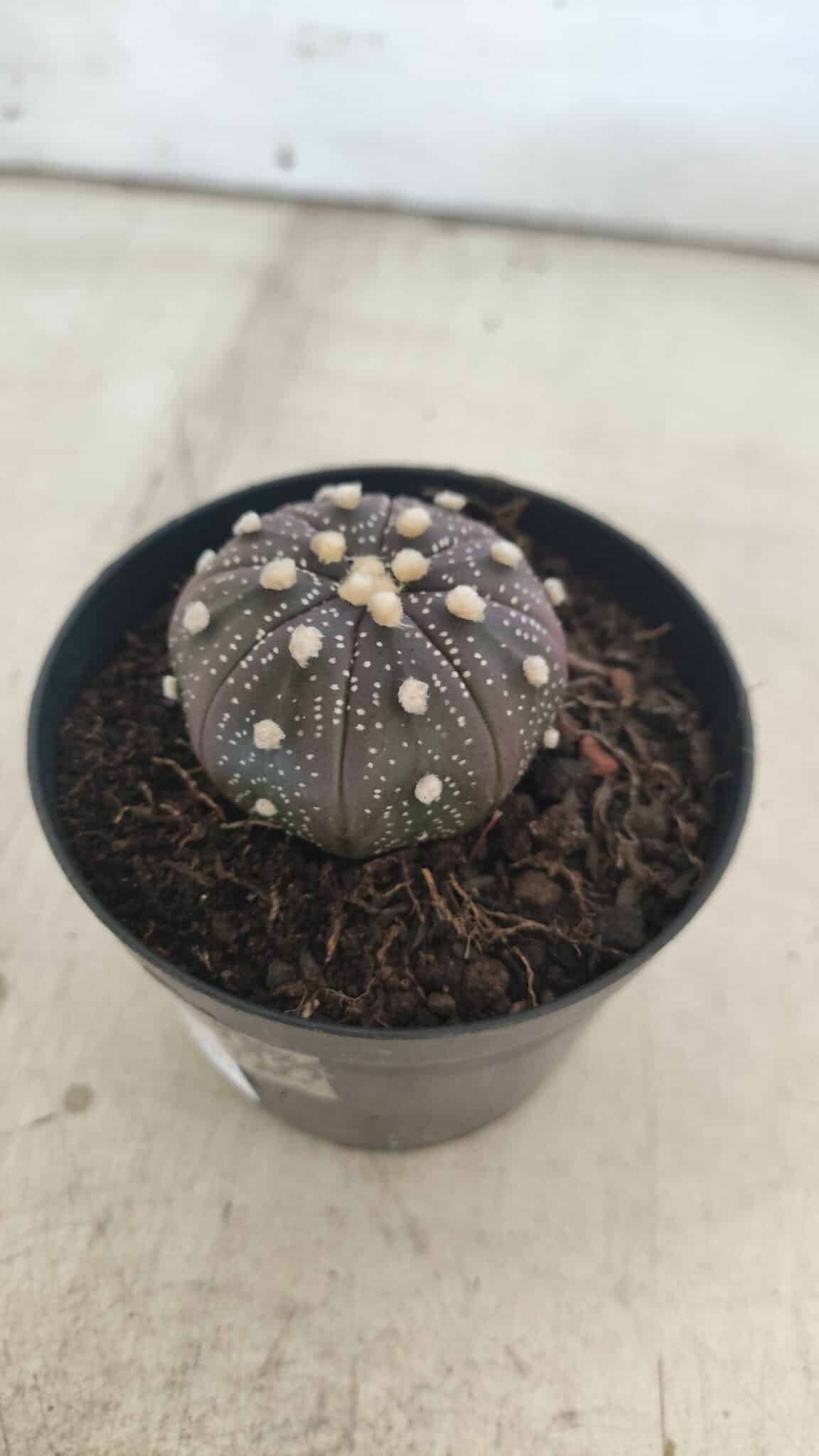 ASTROPHYTUM ASTERIAS “Purple”  Nº 829 – vaso 09