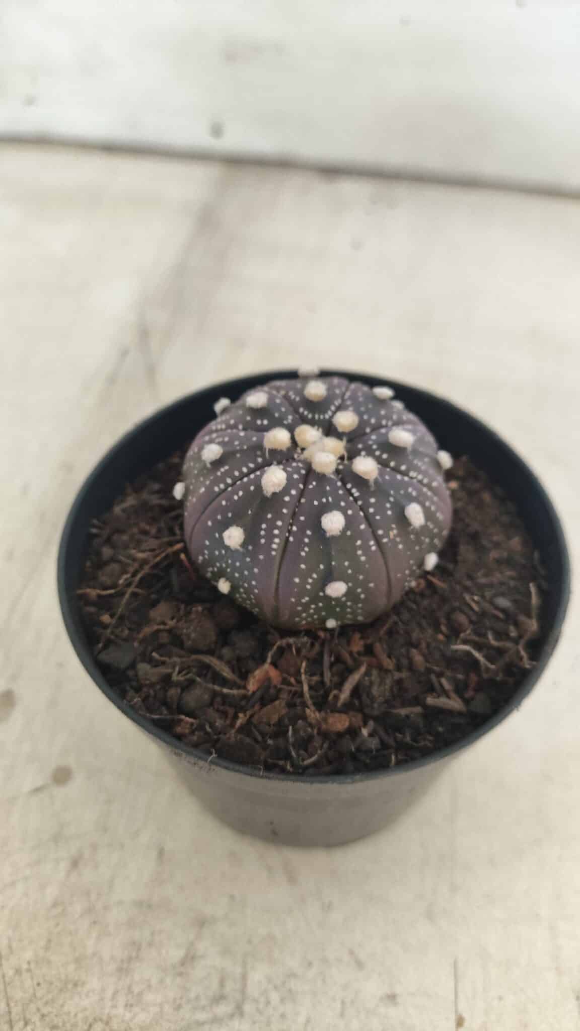 ASTROPHYTUM ASTERIAS “Purple”  Nº 829 – vaso 09