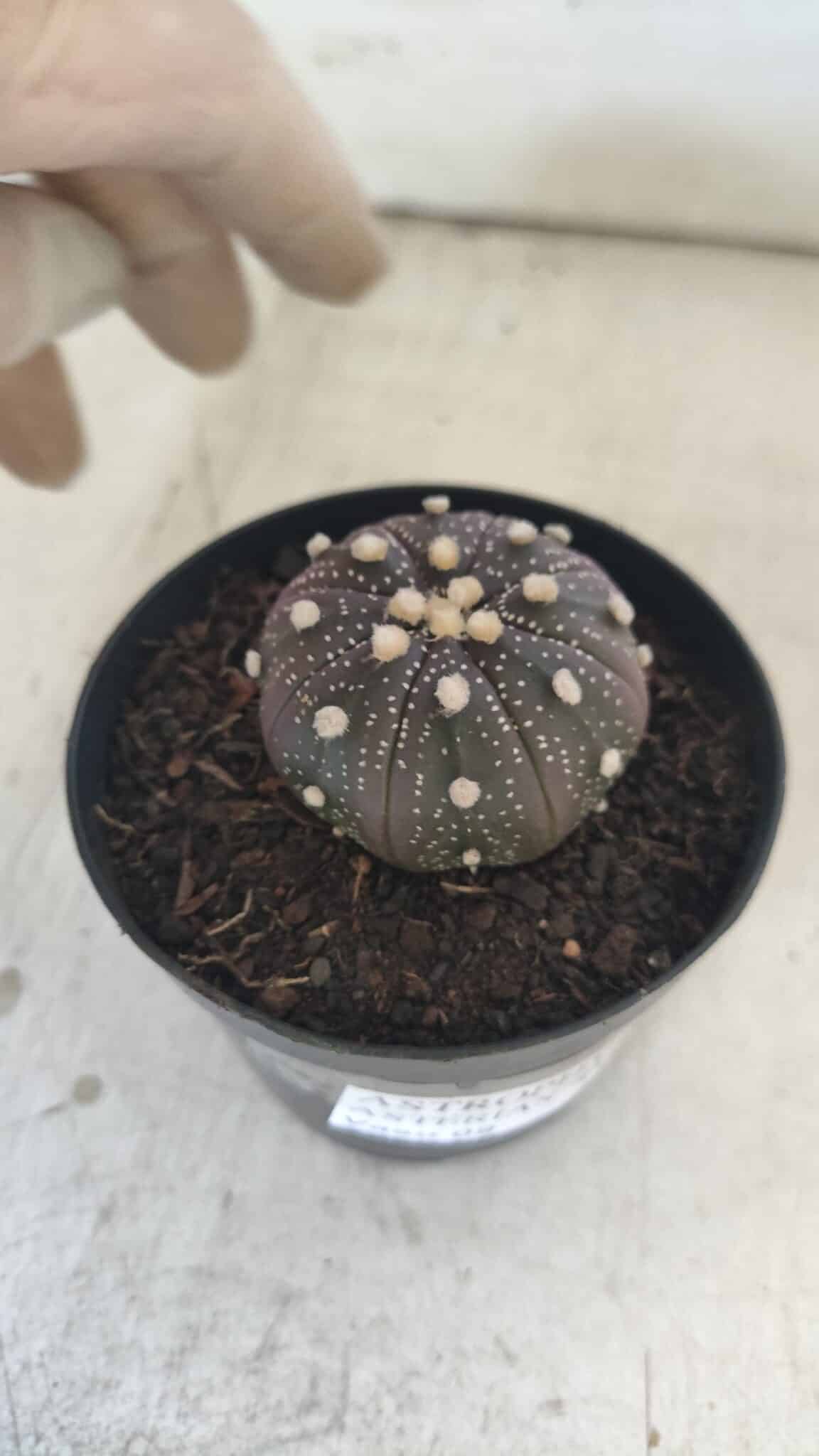 ASTROPHYTUM ASTERIAS “Purple”  Nº 829 – vaso 09