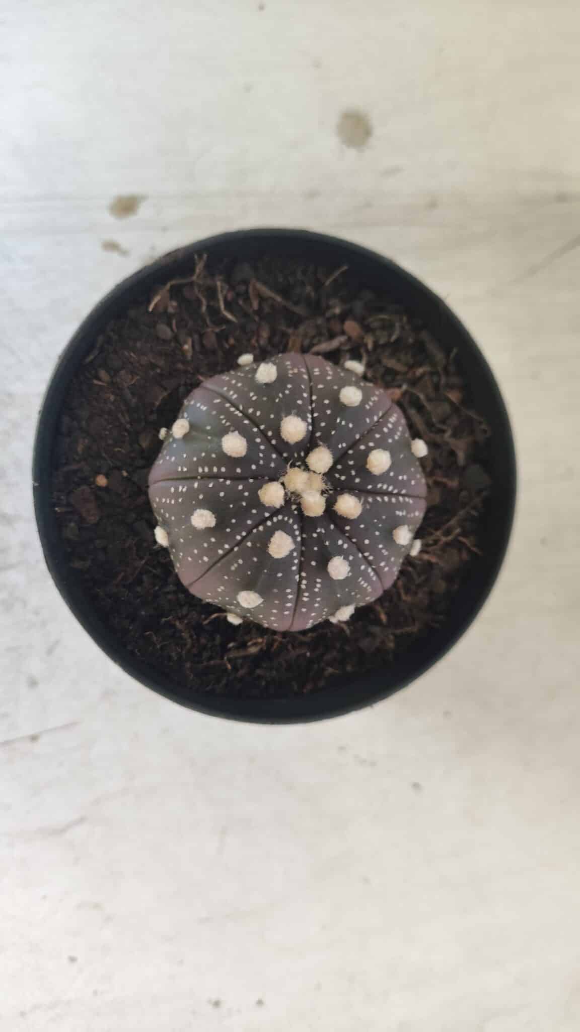 ASTROPHYTUM ASTERIAS “Purple”  Nº 829 – vaso 09