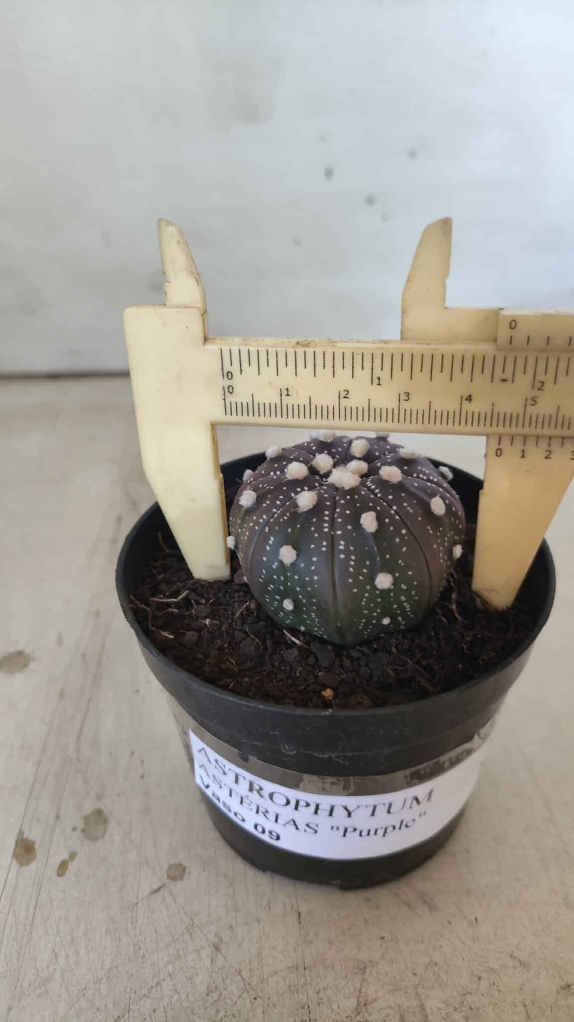 ASTROPHYTUM ASTERIAS “Purple”  Nº 829 – vaso 09