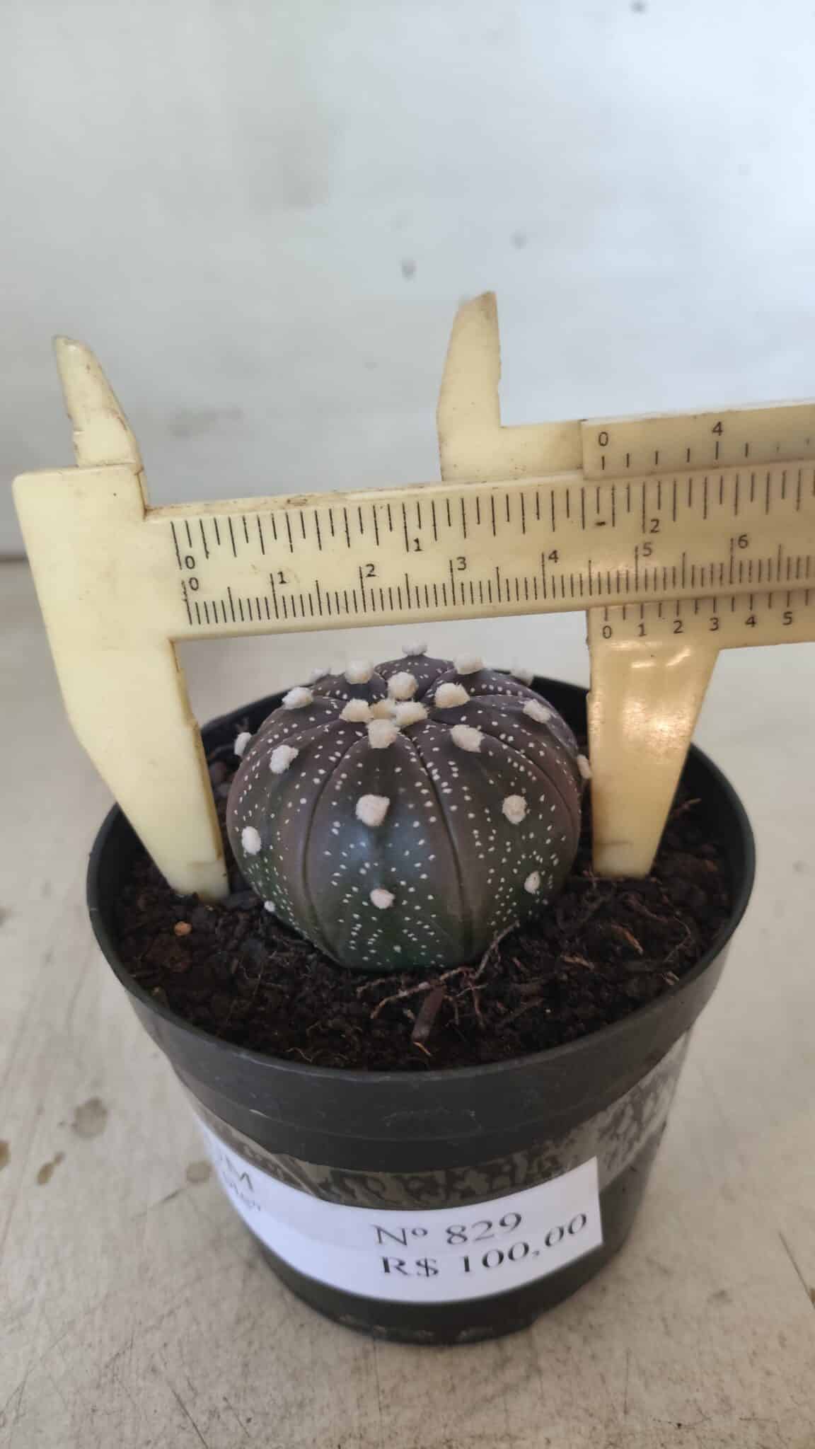 ASTROPHYTUM ASTERIAS “Purple”  Nº 829 – vaso 09