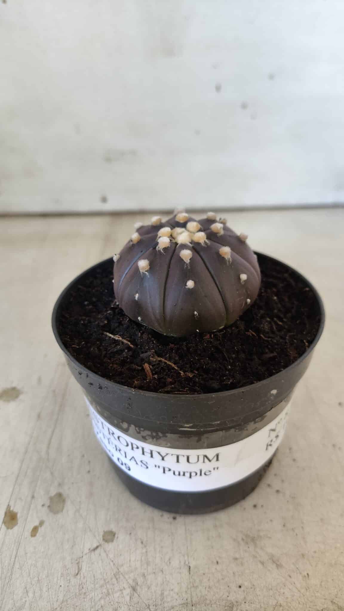 ASTROPHYTUM ASTERIAS “Purple”  Nº 830 – vaso 09