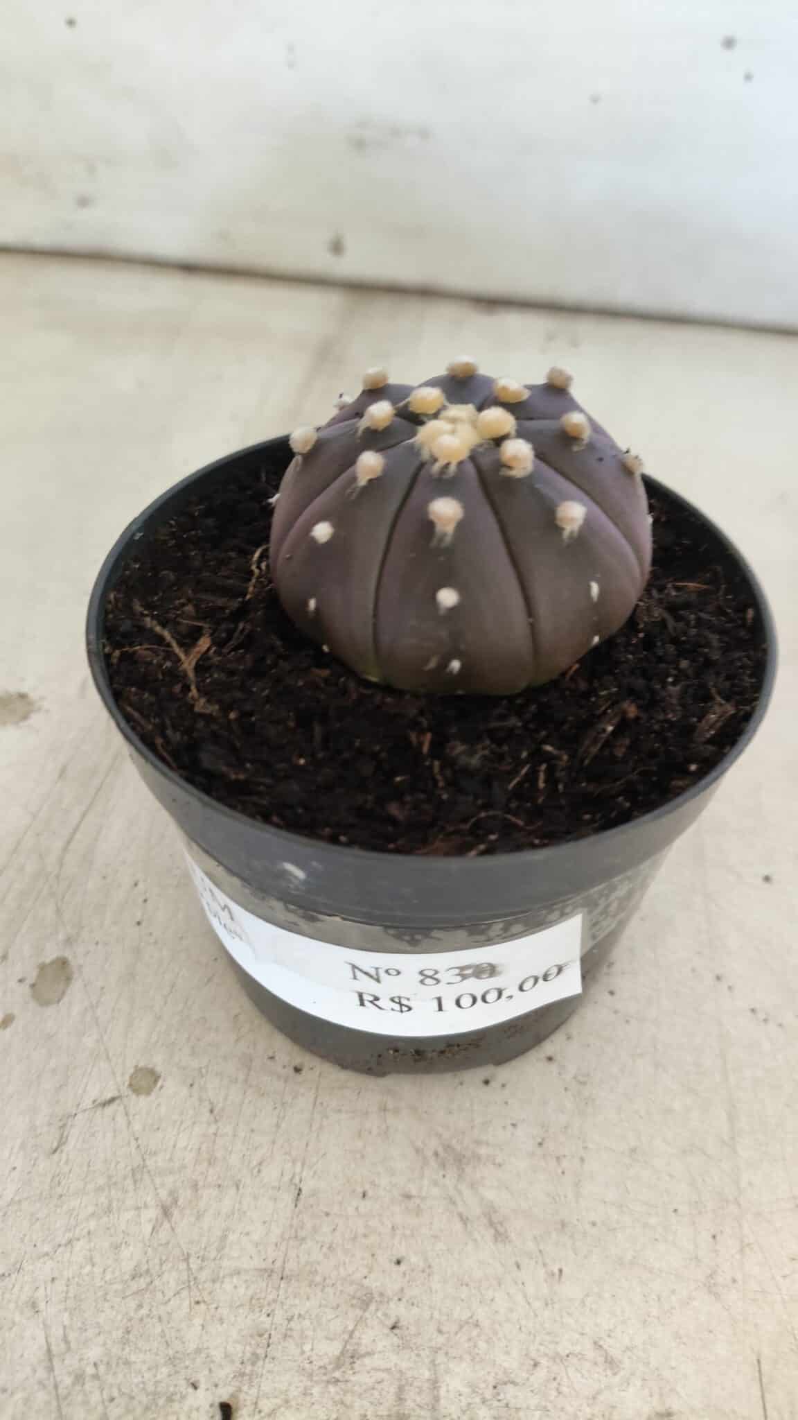 ASTROPHYTUM ASTERIAS “Purple”  Nº 830 – vaso 09