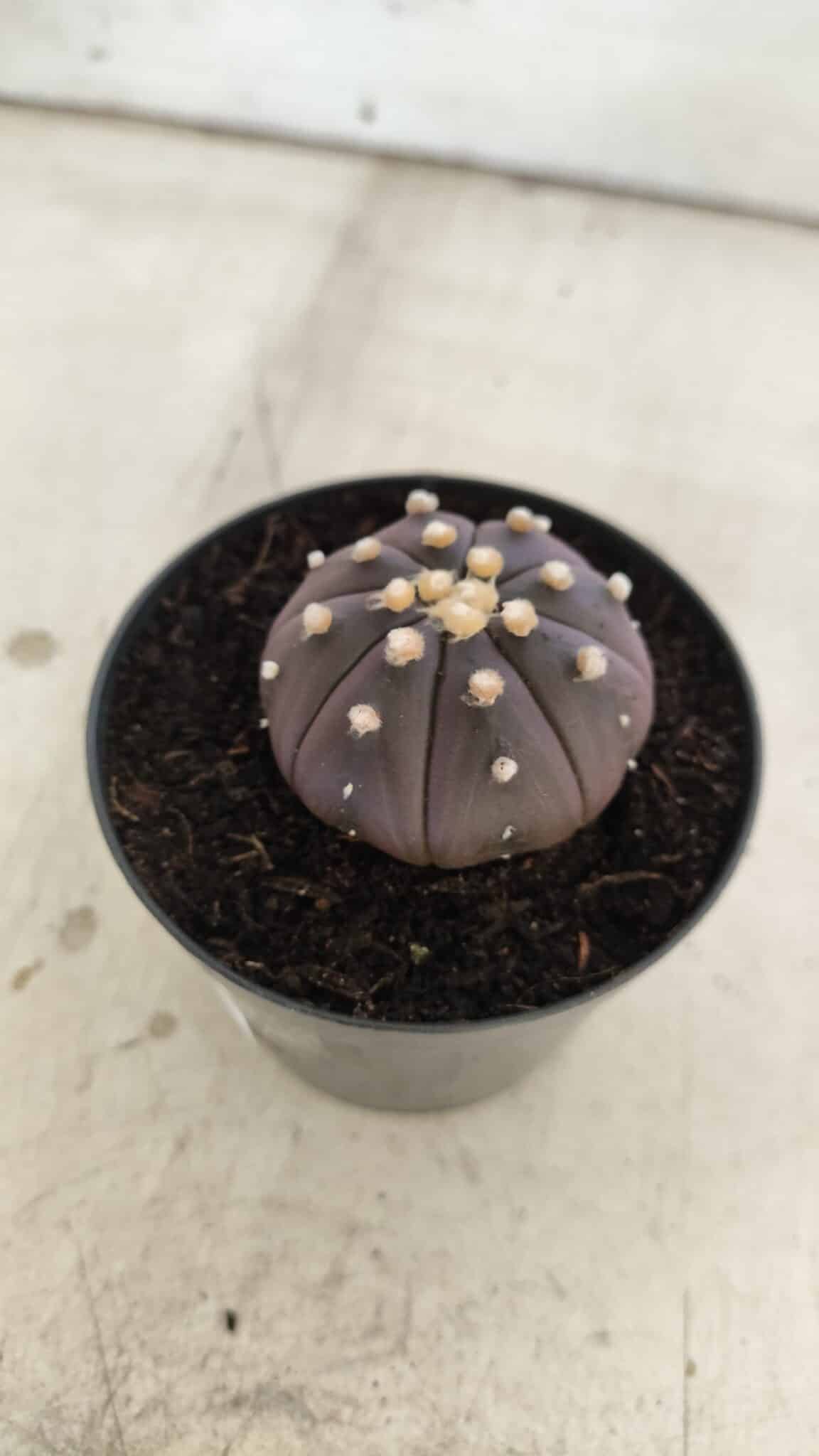ASTROPHYTUM ASTERIAS “Purple”  Nº 830 – vaso 09