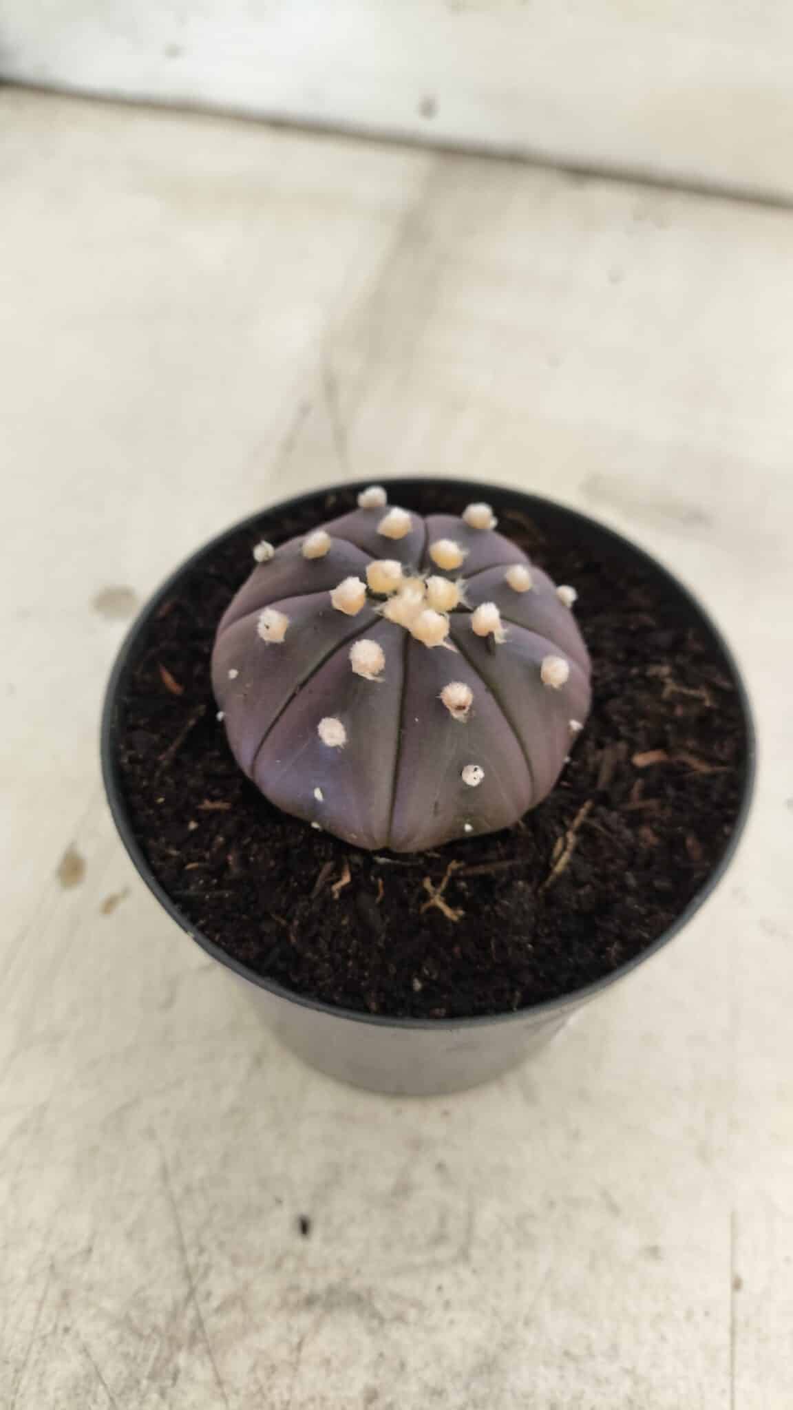 ASTROPHYTUM ASTERIAS “Purple”  Nº 830 – vaso 09