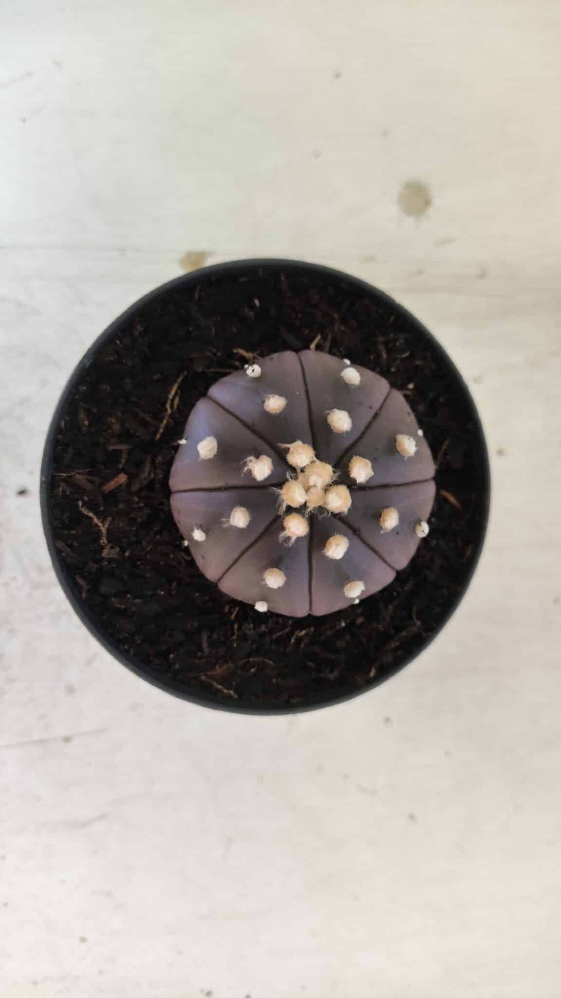 ASTROPHYTUM ASTERIAS “Purple”  Nº 830 – vaso 09
