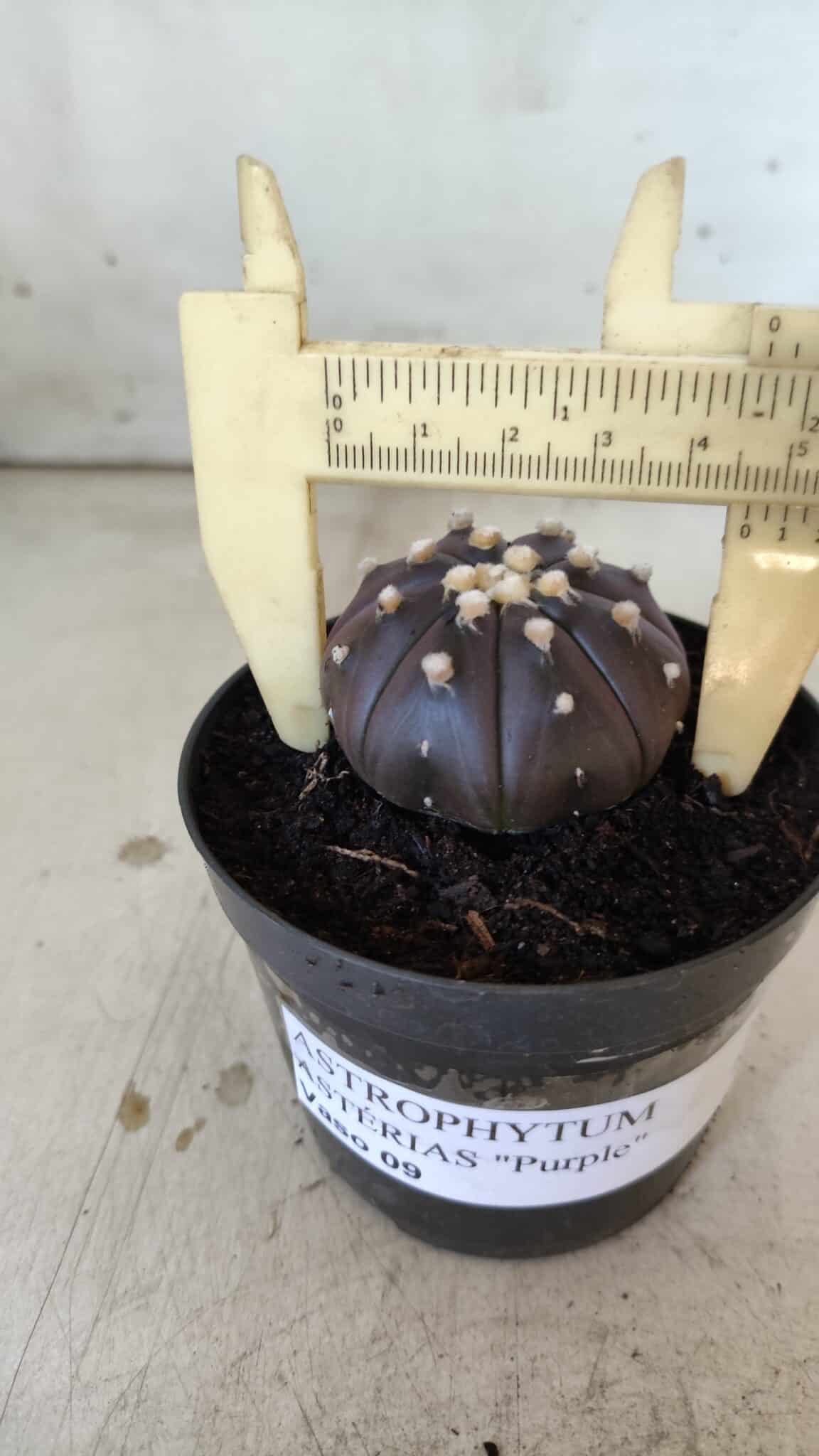 ASTROPHYTUM ASTERIAS “Purple”  Nº 830 – vaso 09