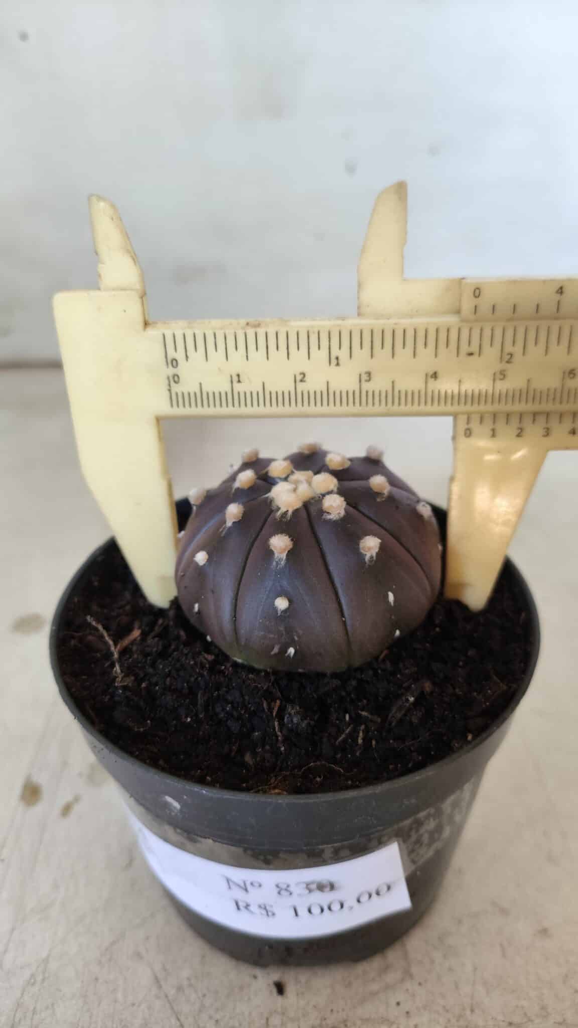 ASTROPHYTUM ASTERIAS “Purple”  Nº 830 – vaso 09