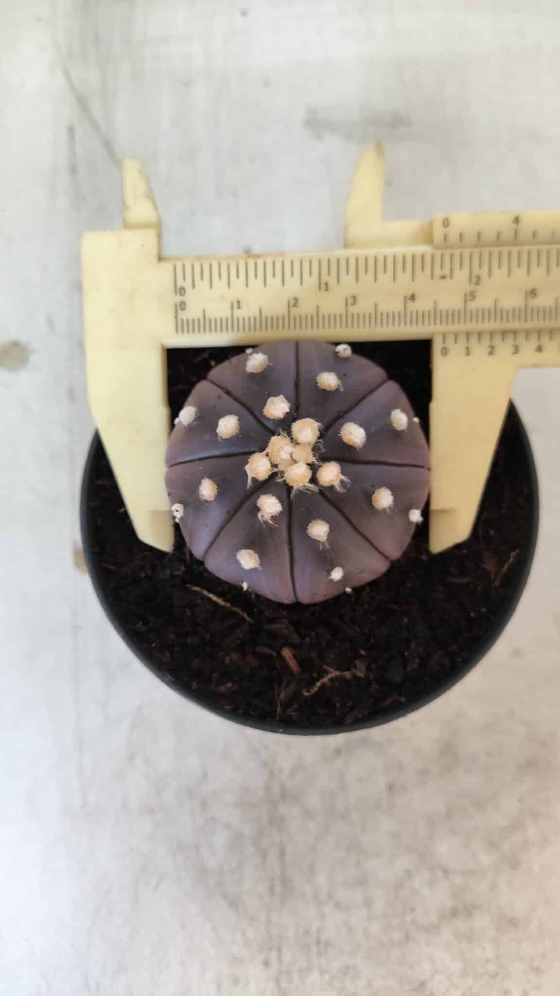 ASTROPHYTUM ASTERIAS “Purple”  Nº 830 – vaso 09