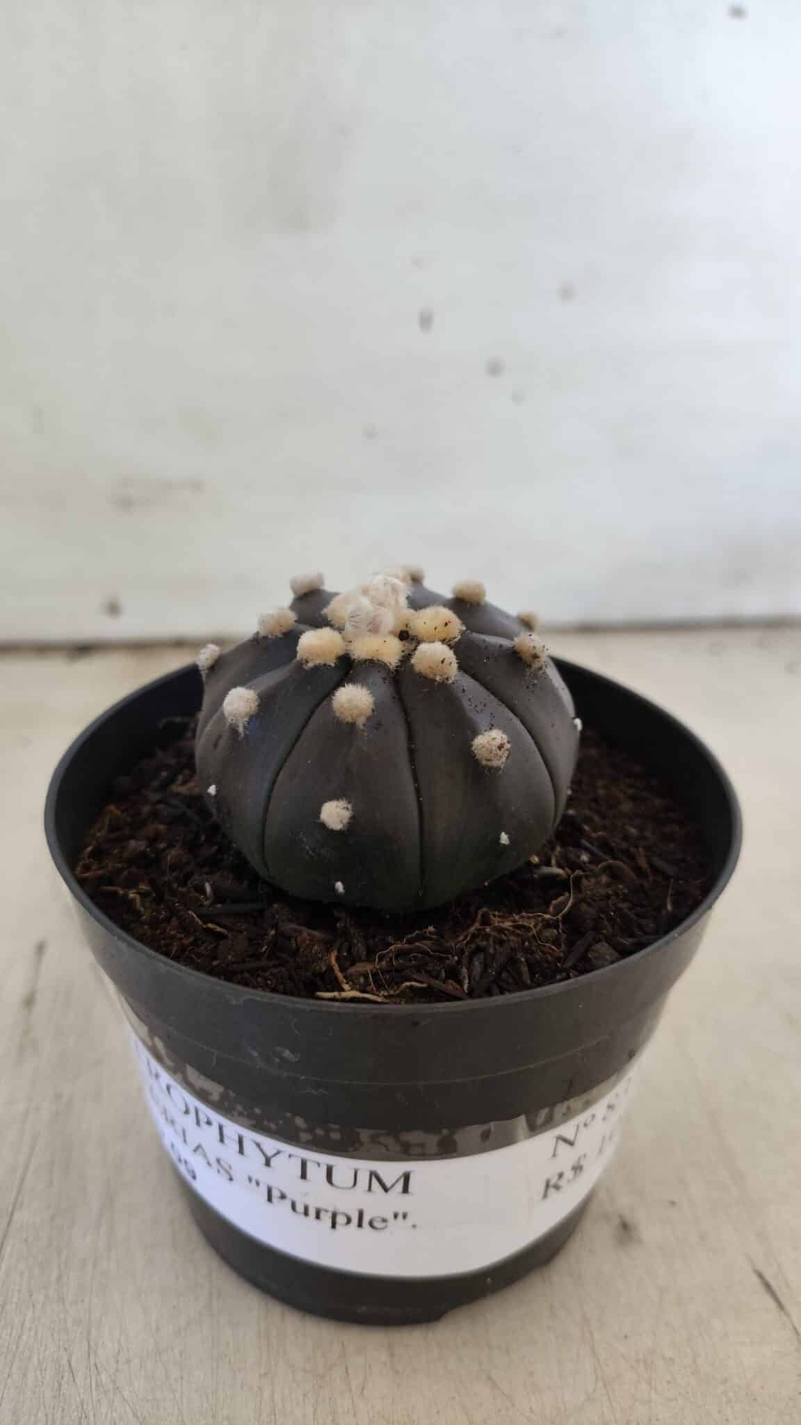 ASTROPHYTUM ASTERIAS “Purple”  Nº 831 – vaso 09