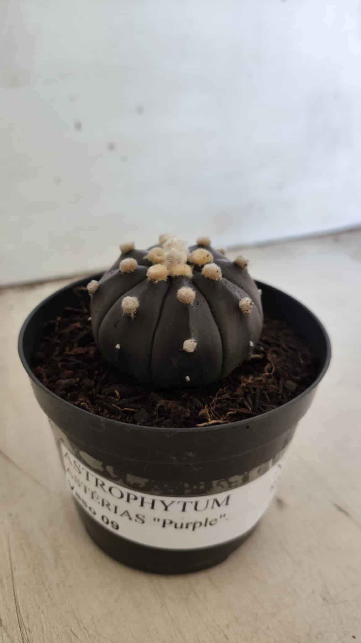 ASTROPHYTUM ASTERIAS “Purple”  Nº 831 – vaso 09