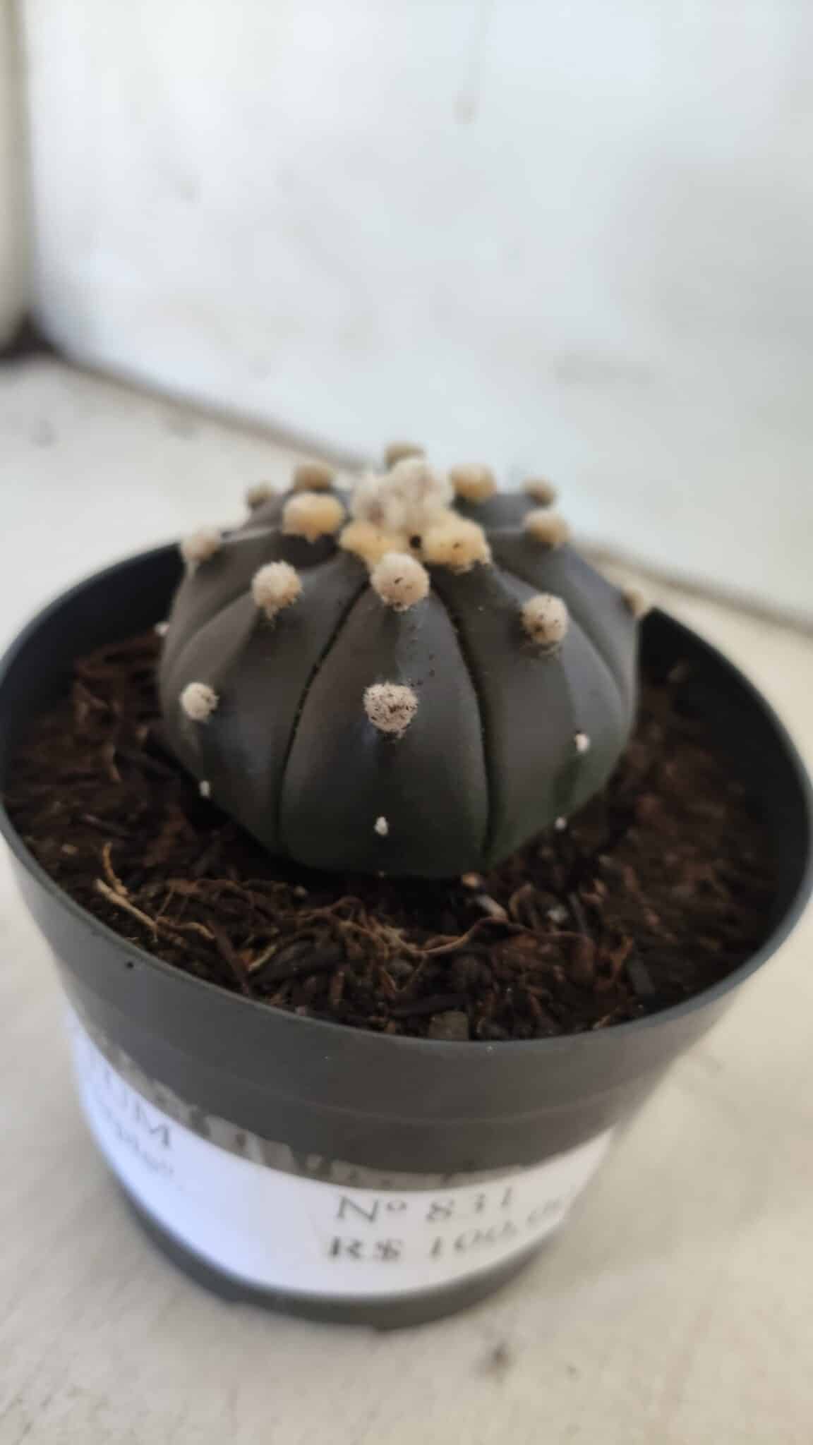 ASTROPHYTUM ASTERIAS “Purple”  Nº 831 – vaso 09