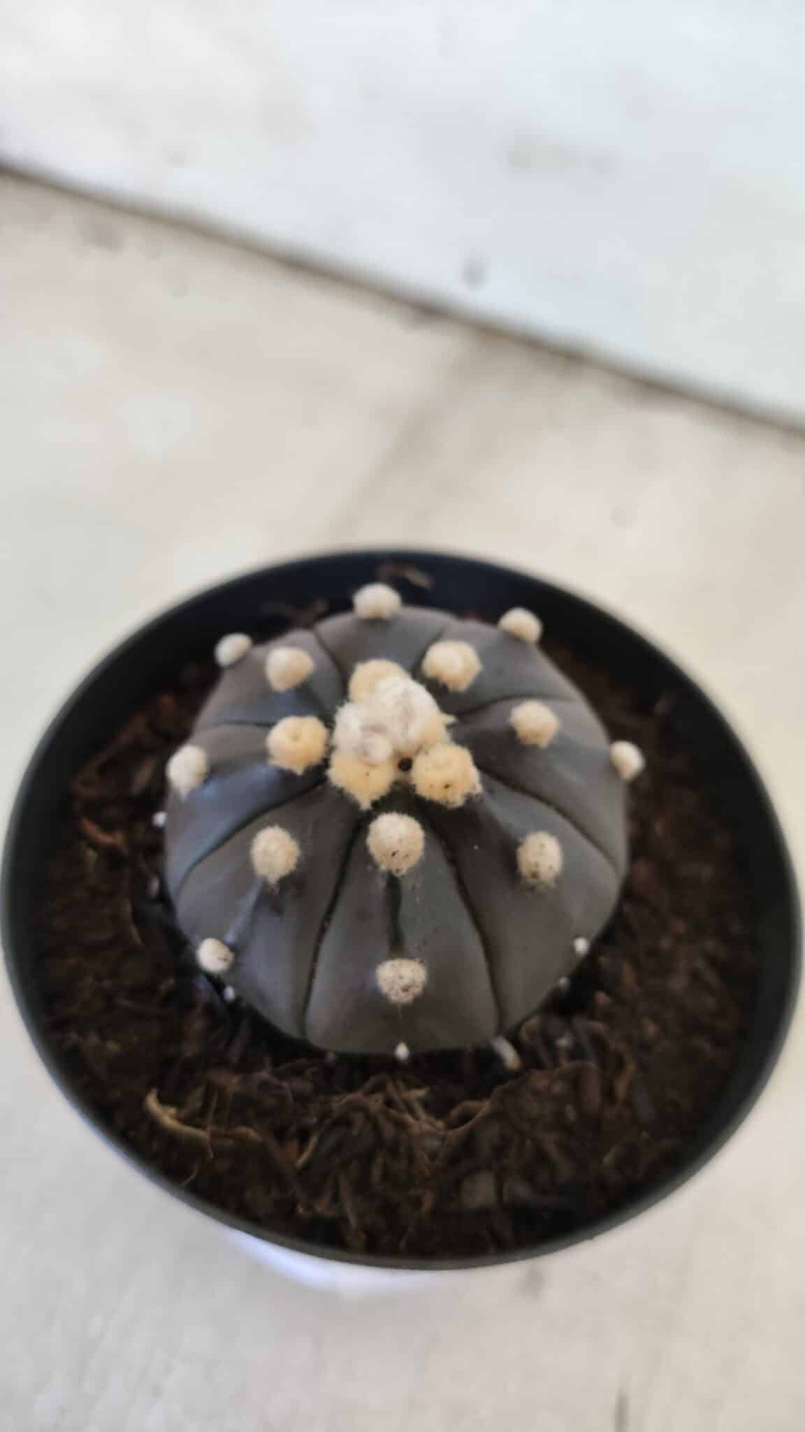 ASTROPHYTUM ASTERIAS “Purple”  Nº 831 – vaso 09