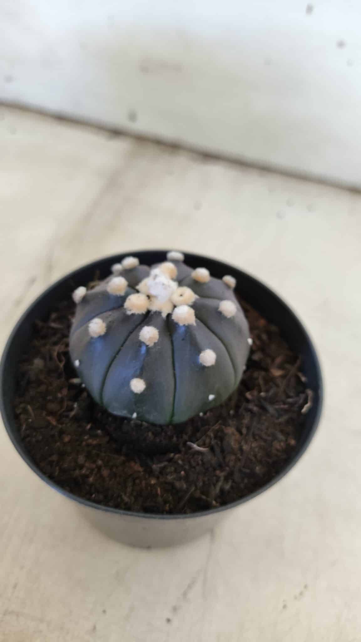 ASTROPHYTUM ASTERIAS “Purple”  Nº 831 – vaso 09
