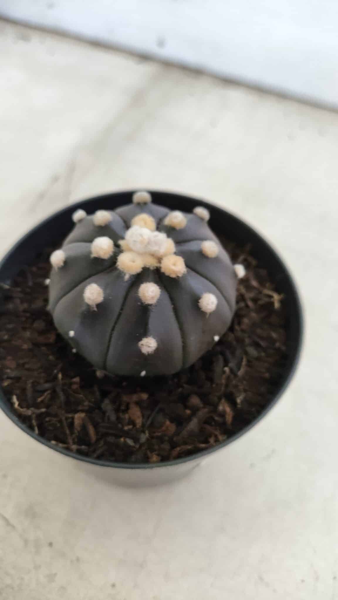 ASTROPHYTUM ASTERIAS “Purple”  Nº 831 – vaso 09