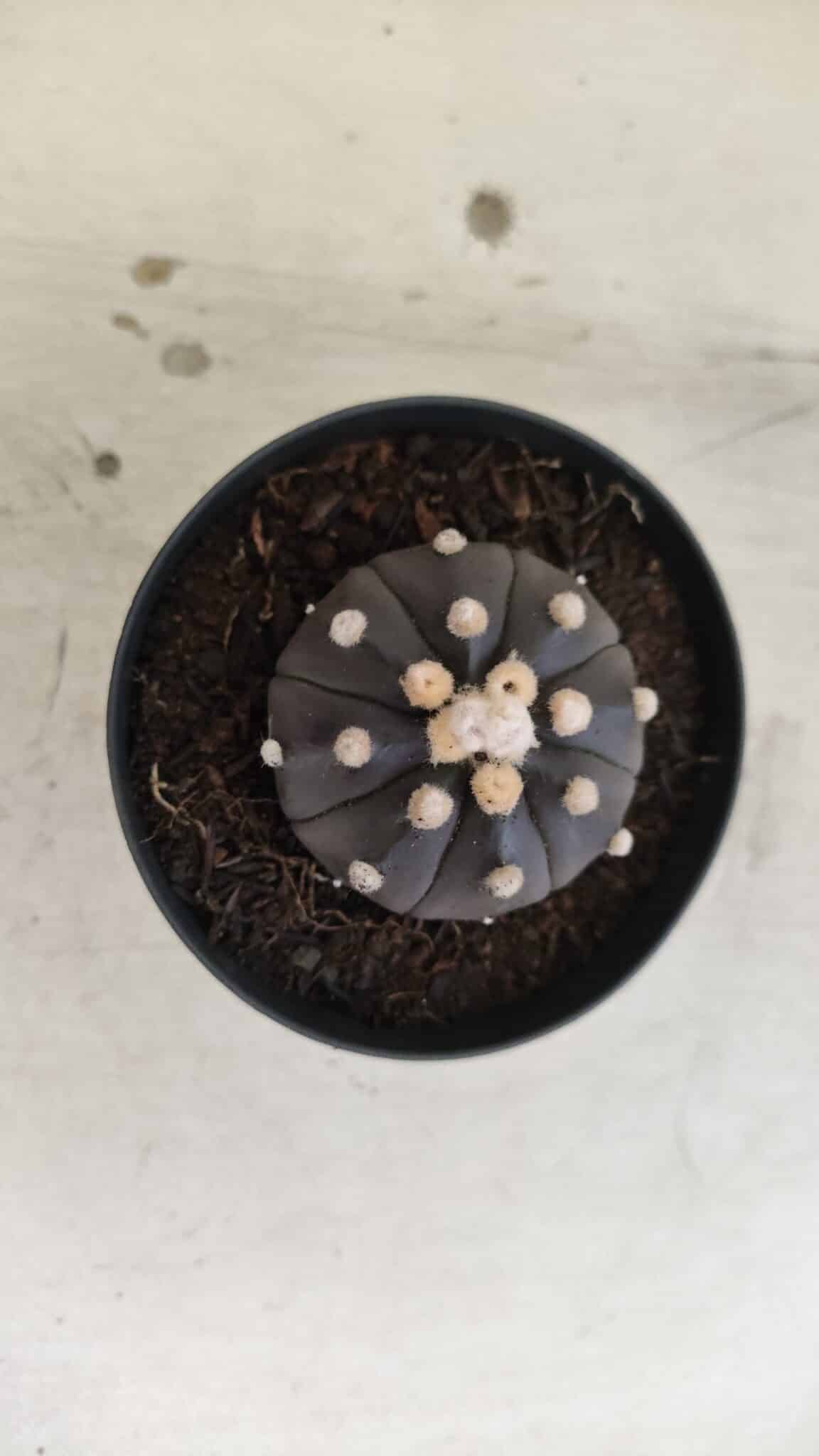 ASTROPHYTUM ASTERIAS “Purple”  Nº 831 – vaso 09