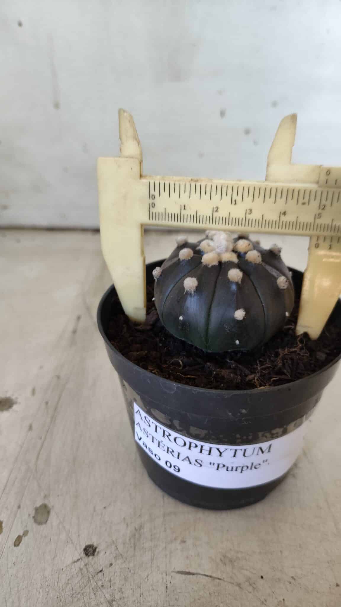 ASTROPHYTUM ASTERIAS “Purple”  Nº 831 – vaso 09