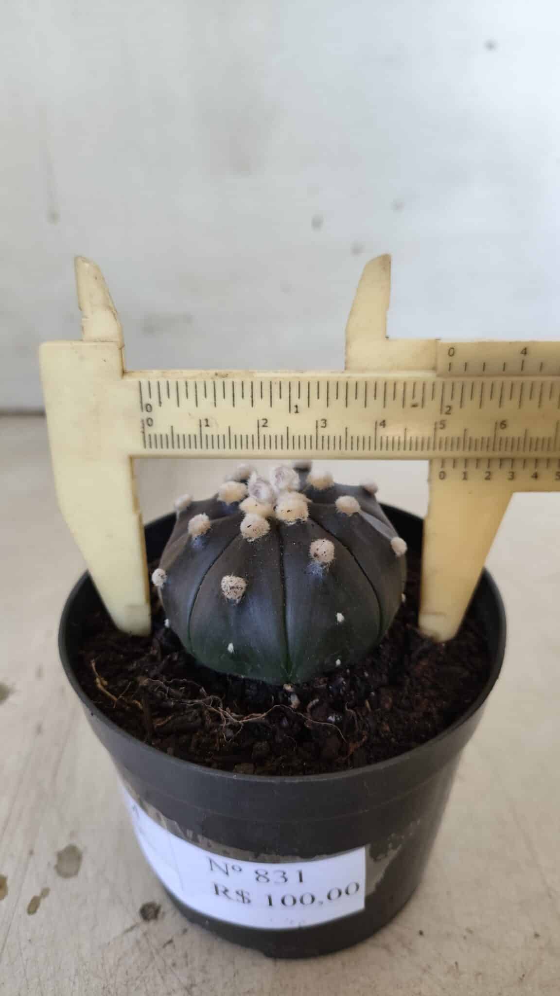 ASTROPHYTUM ASTERIAS “Purple”  Nº 831 – vaso 09