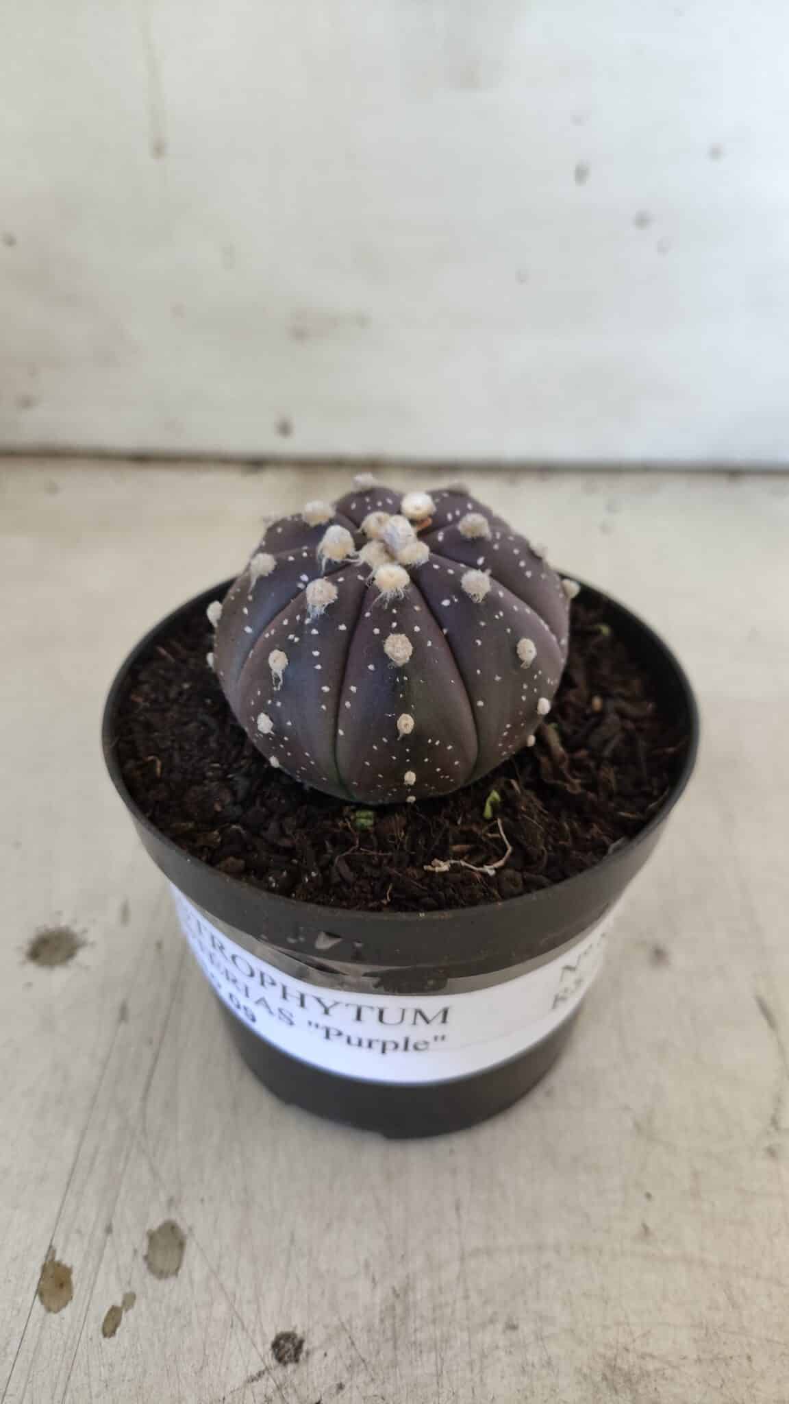 ASTROPHYTUM ASTERIAS “Purple”  Nº 832 – vaso 09