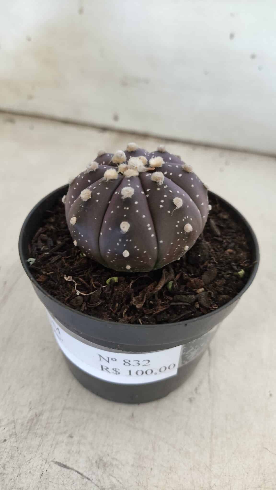ASTROPHYTUM ASTERIAS “Purple”  Nº 832 – vaso 09
