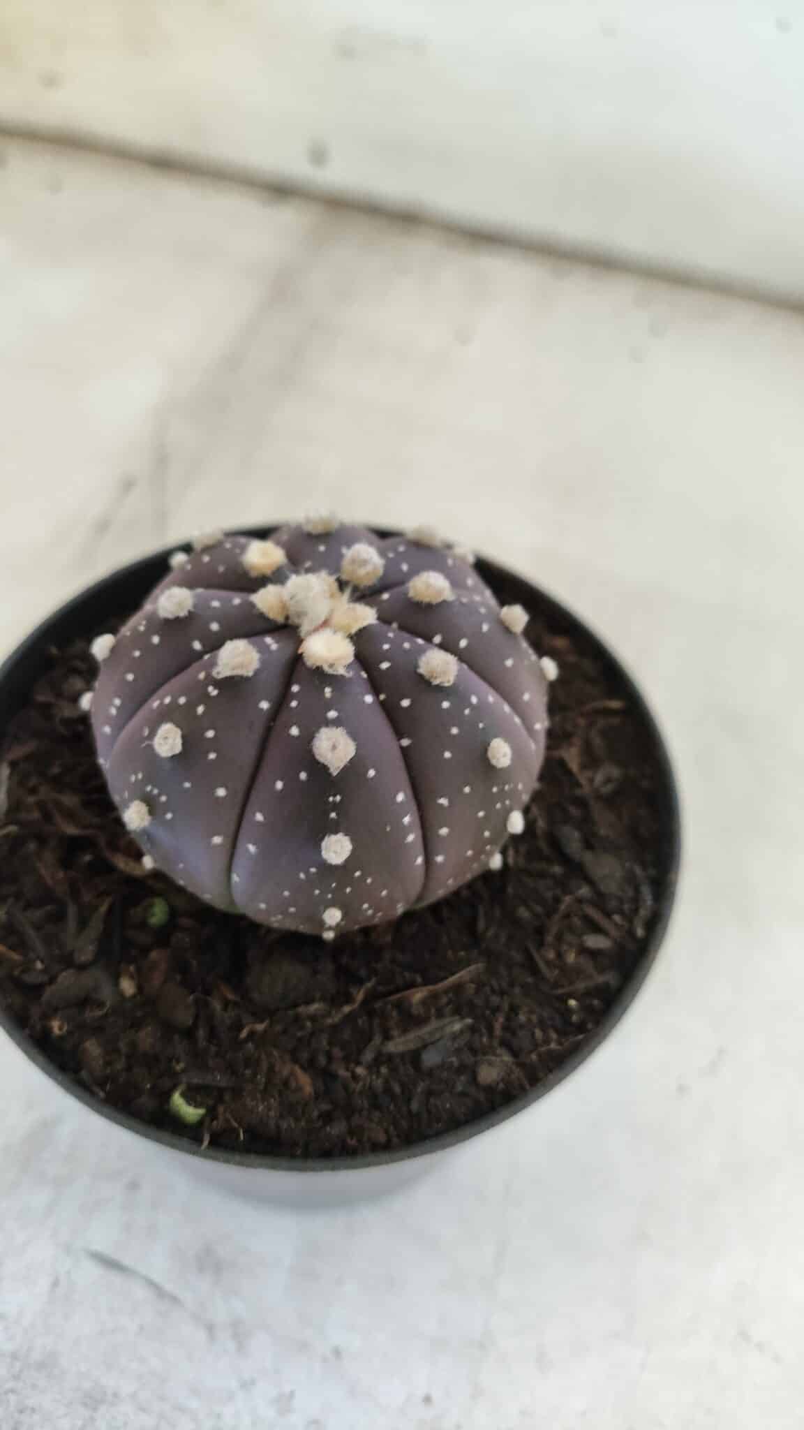 ASTROPHYTUM ASTERIAS “Purple”  Nº 832 – vaso 09