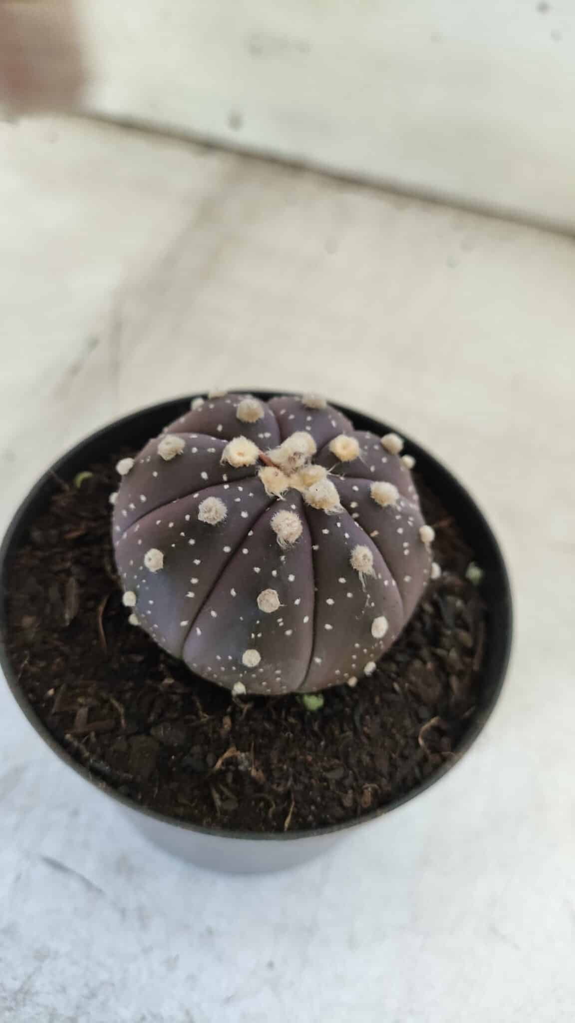 ASTROPHYTUM ASTERIAS “Purple”  Nº 832 – vaso 09